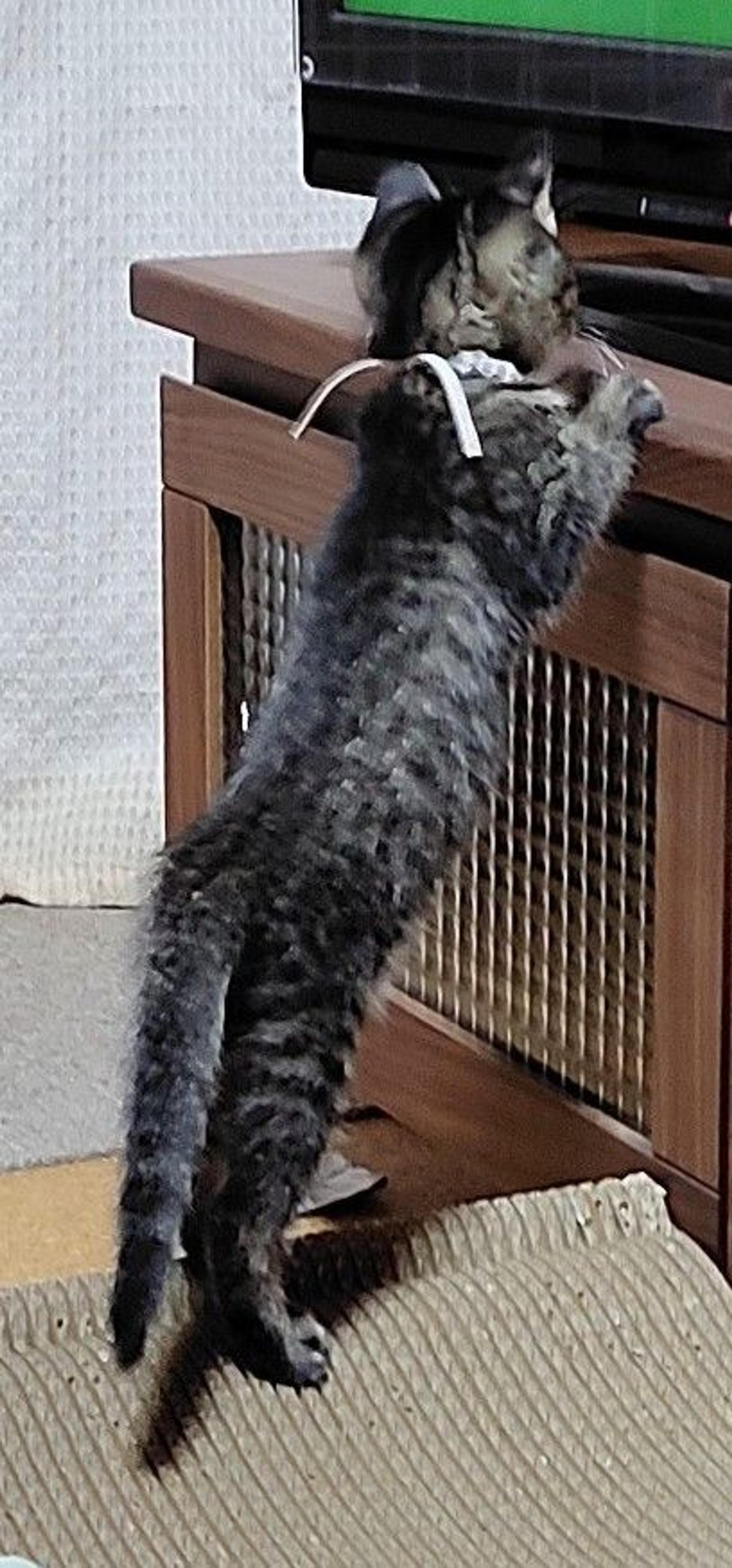 pet-image-5