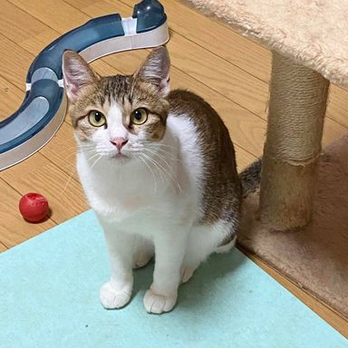 きこちゃんの写真