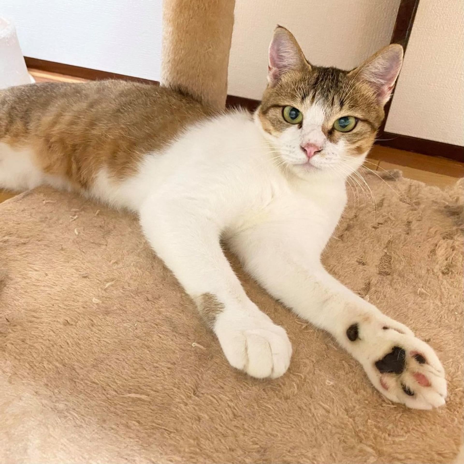 pet-image-2