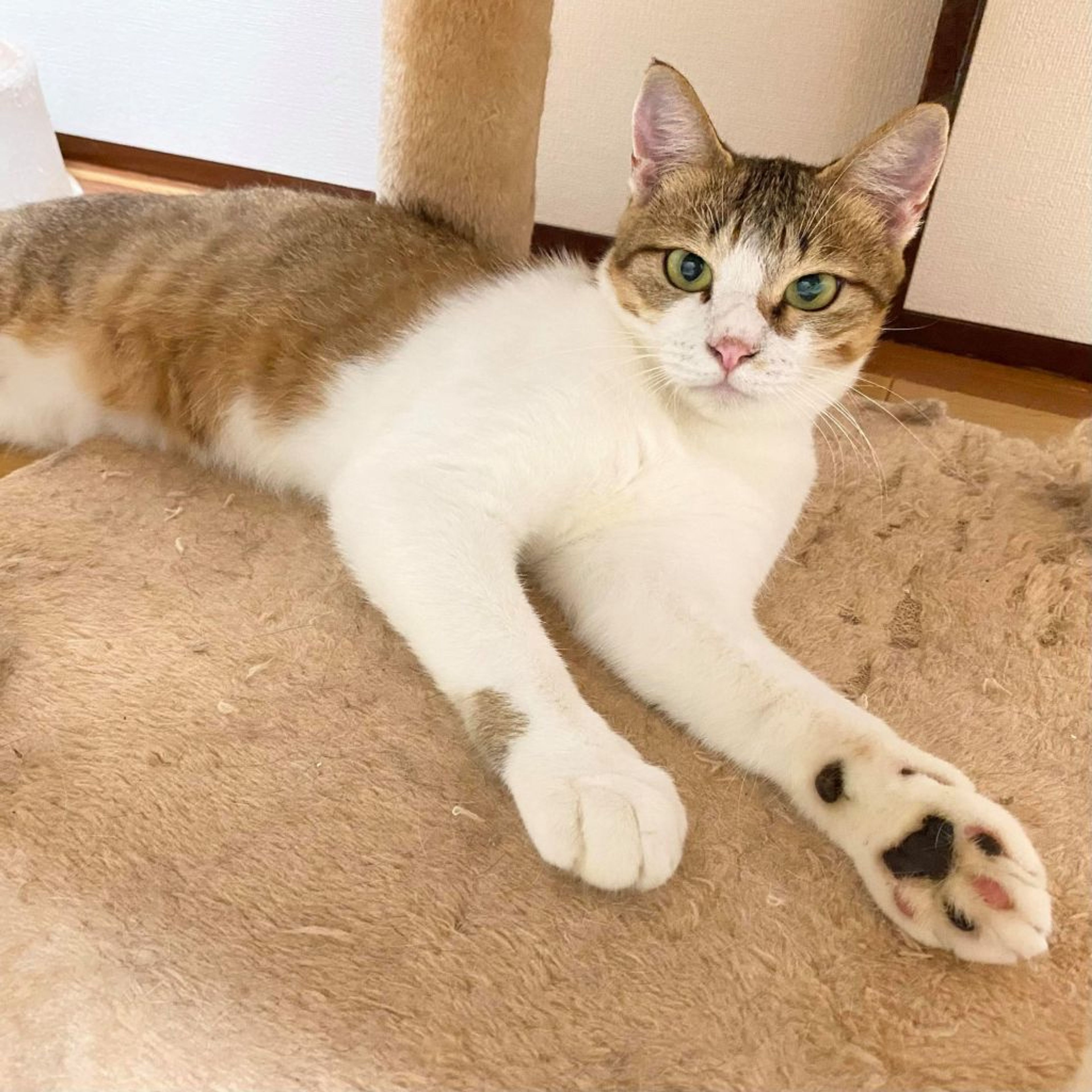 pet-image-2