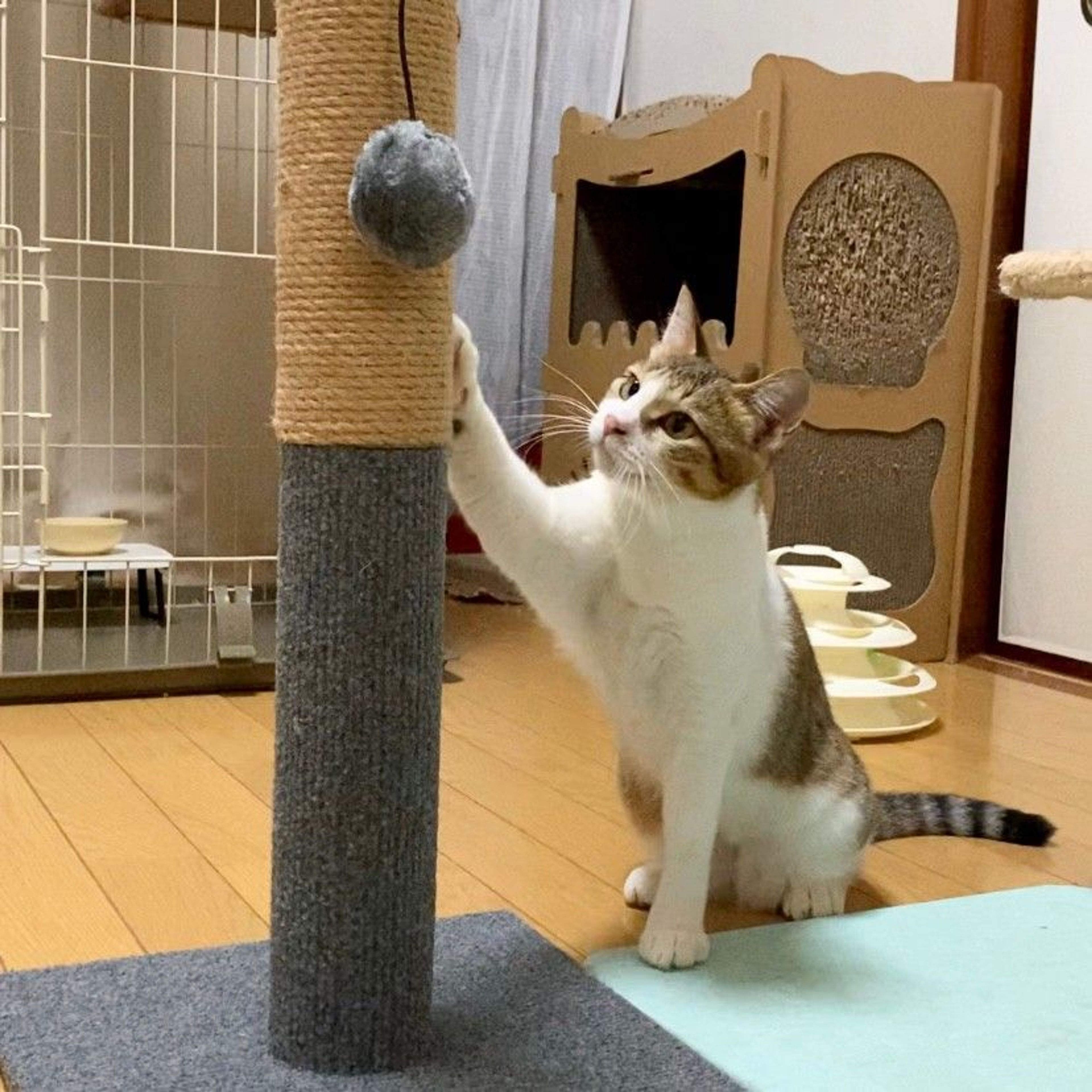 pet-image-3