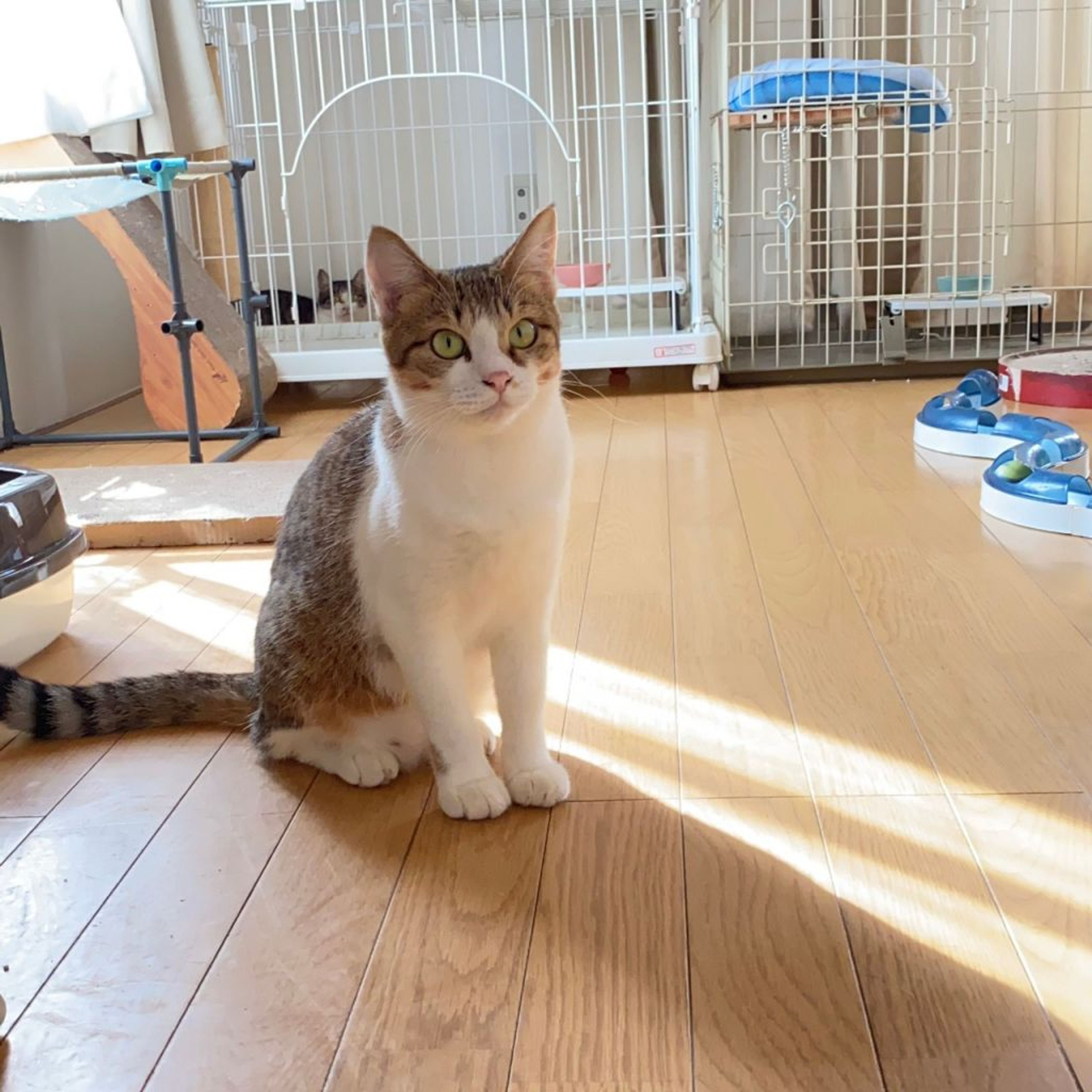 pet-image-4