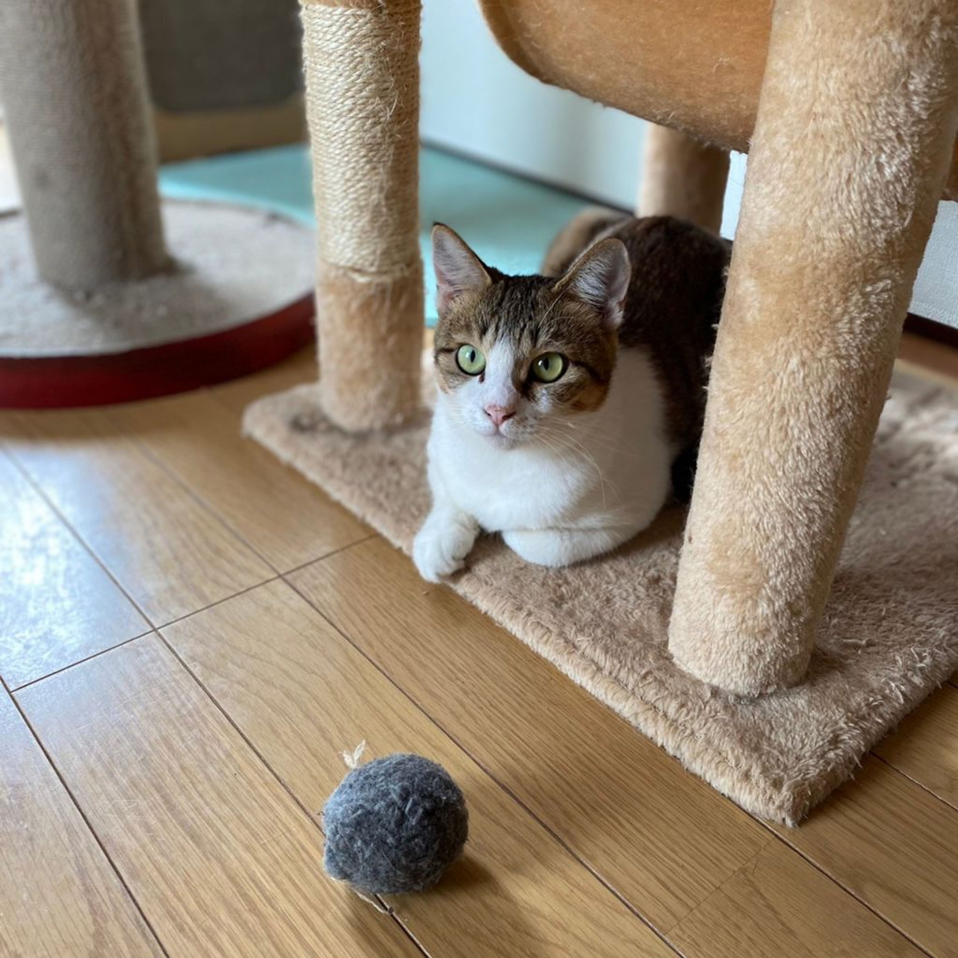 pet-image-5