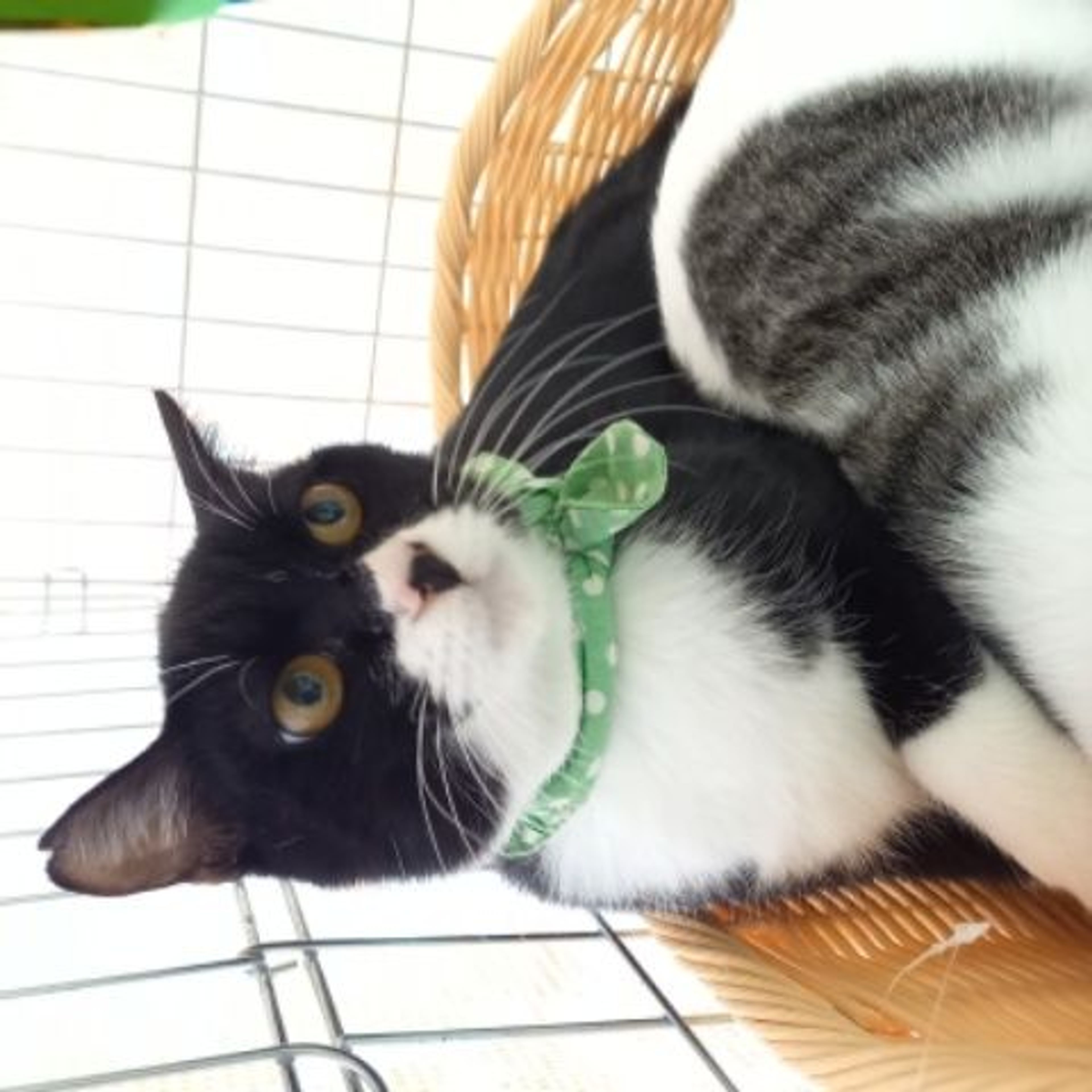pet-image-2