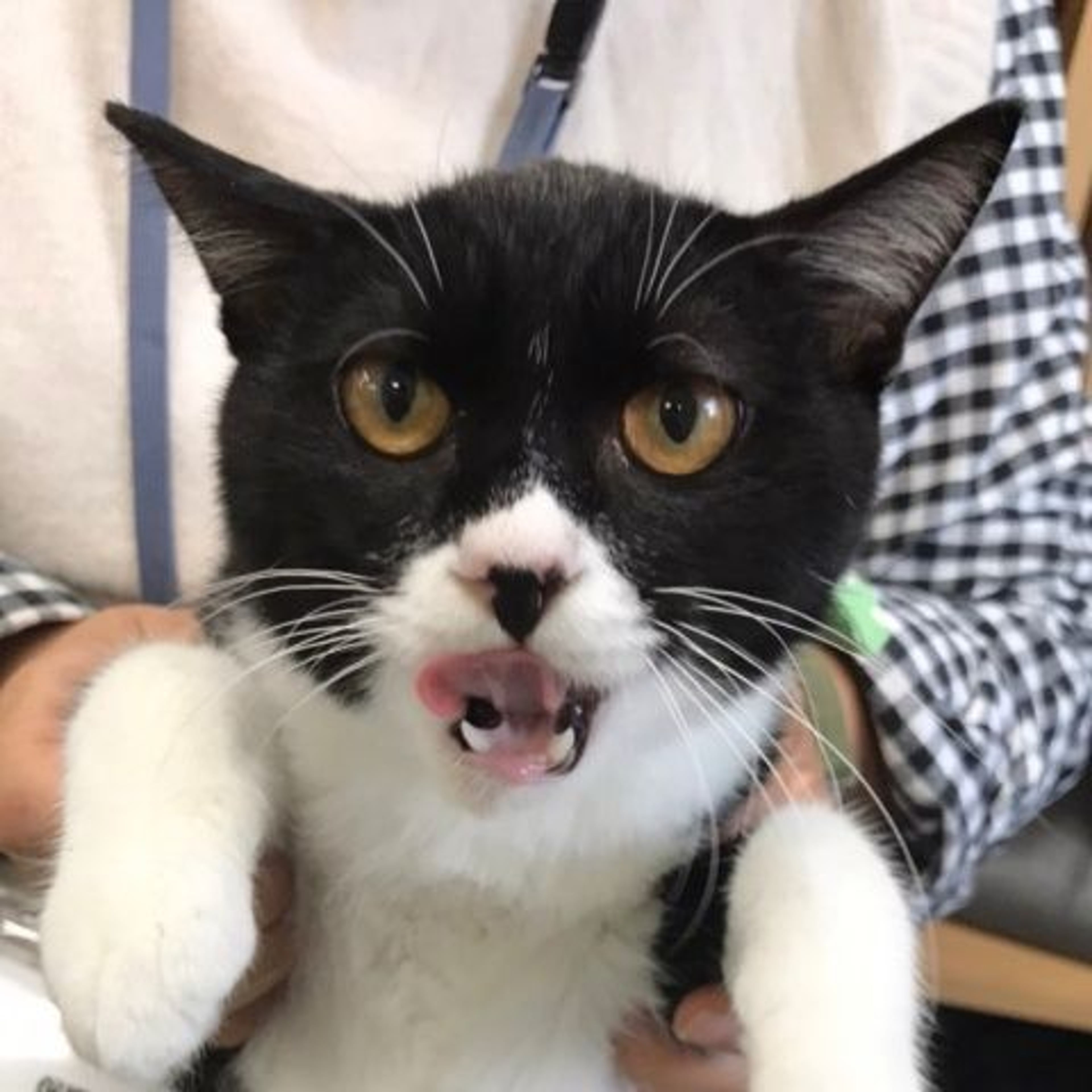 pet-image-4