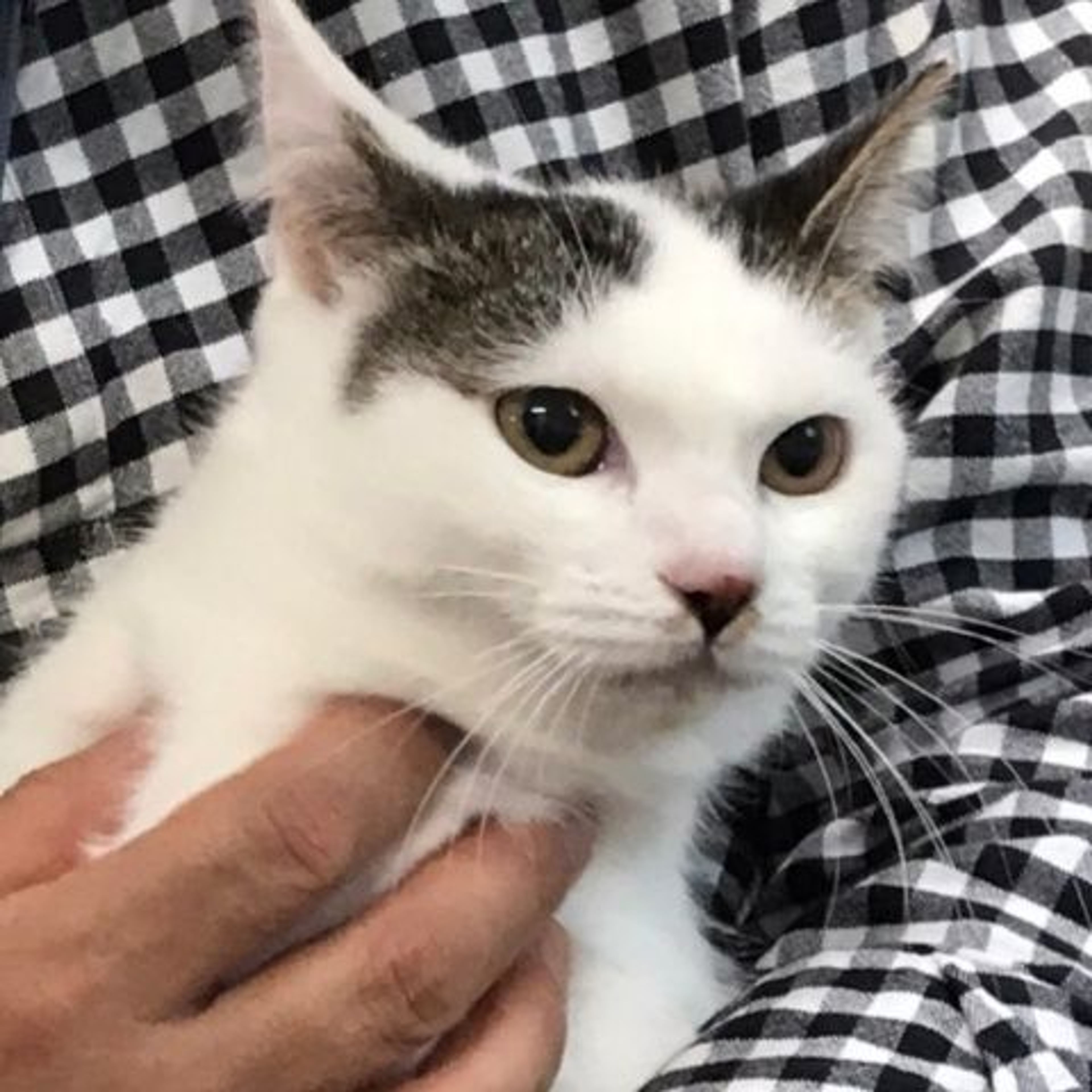 雑種（ミックス猫）・メスの里親募集の写真