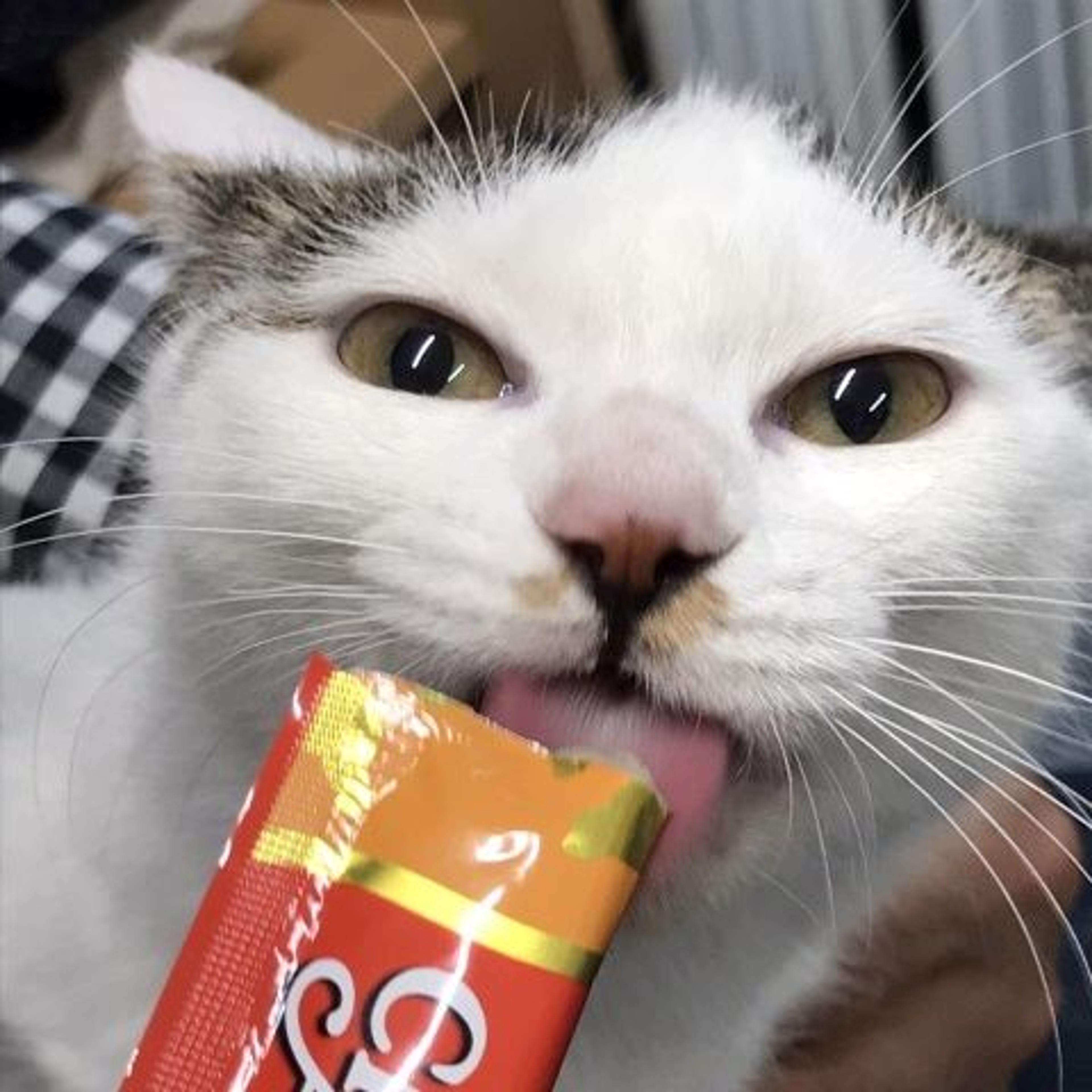 pet-image-2
