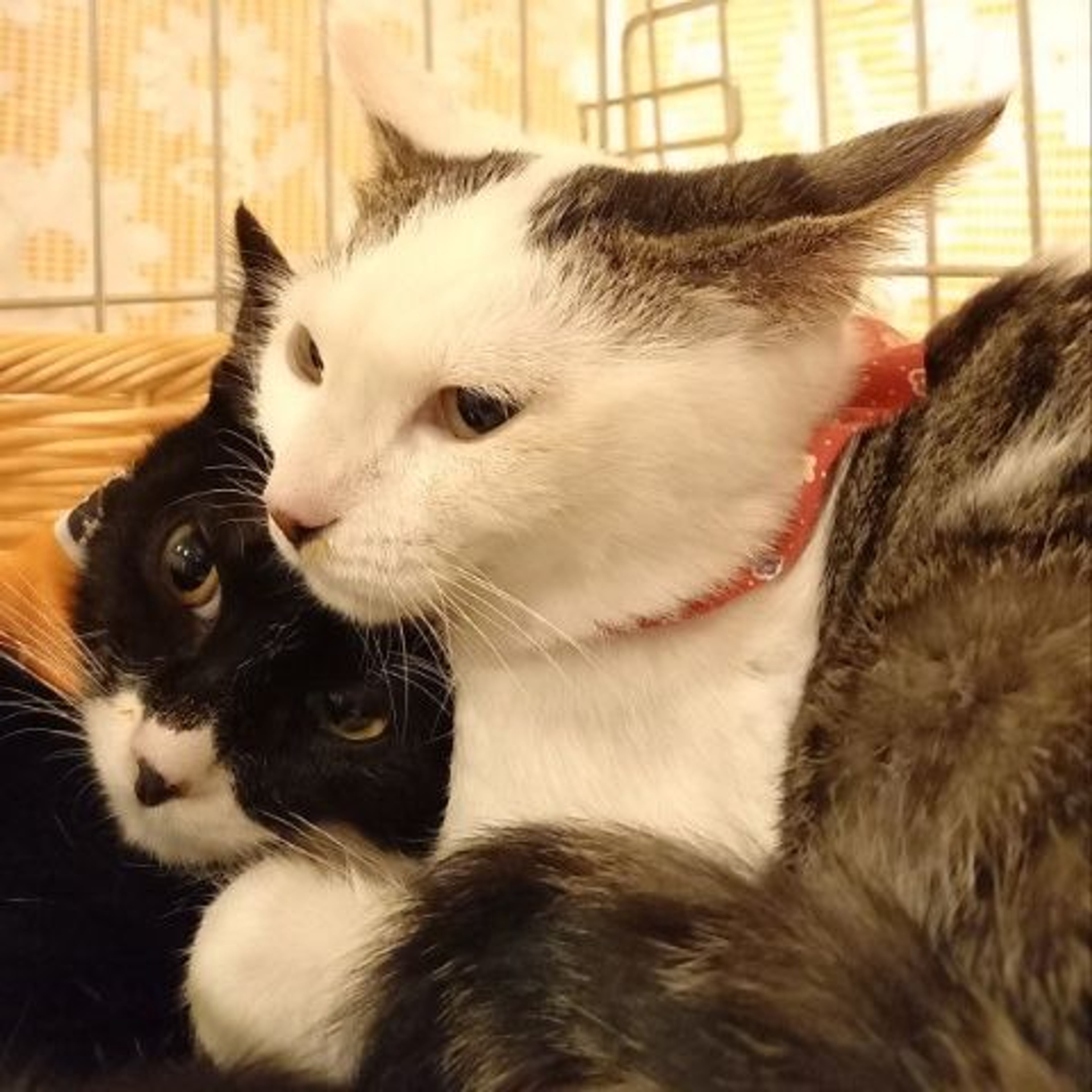 pet-image-3