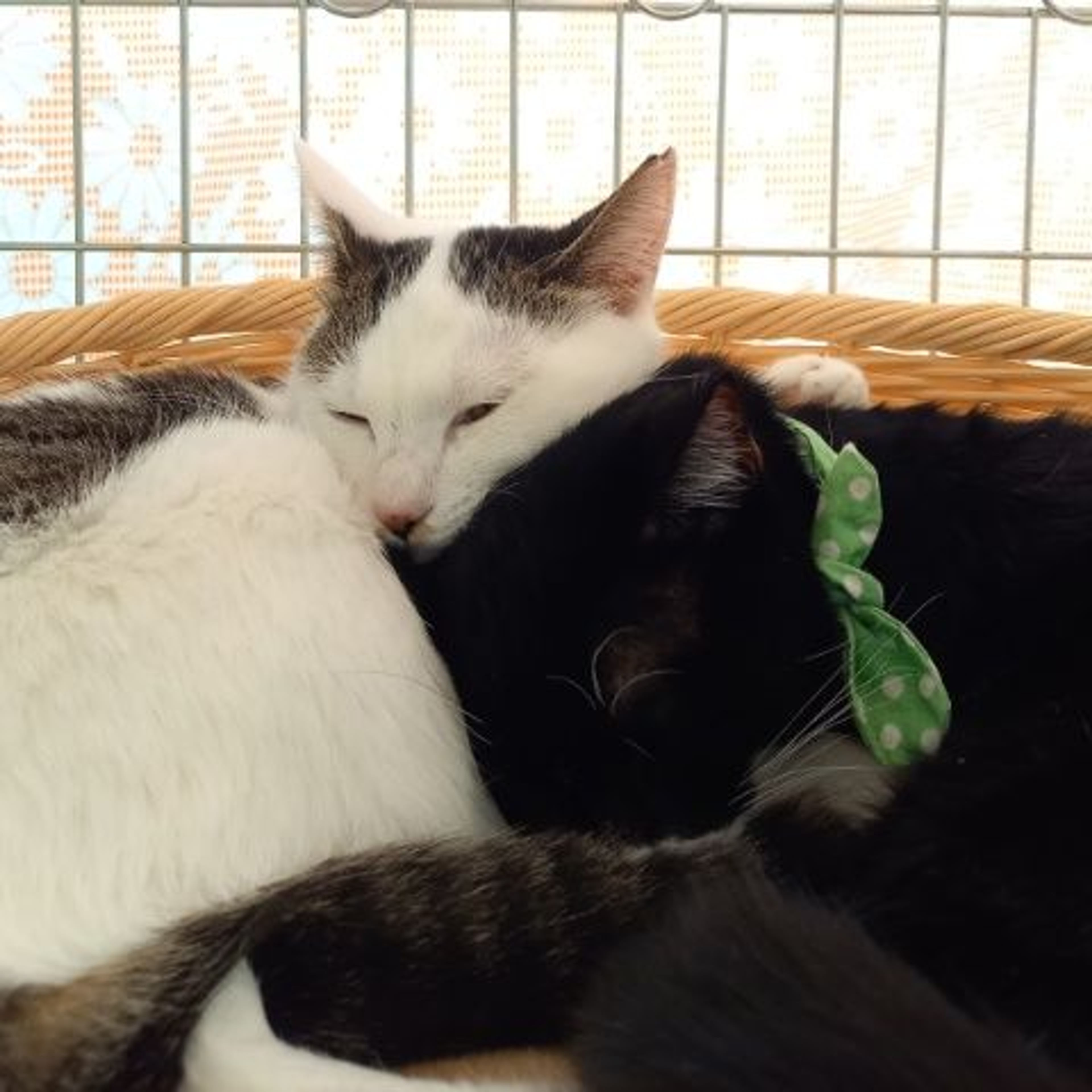 pet-image-4