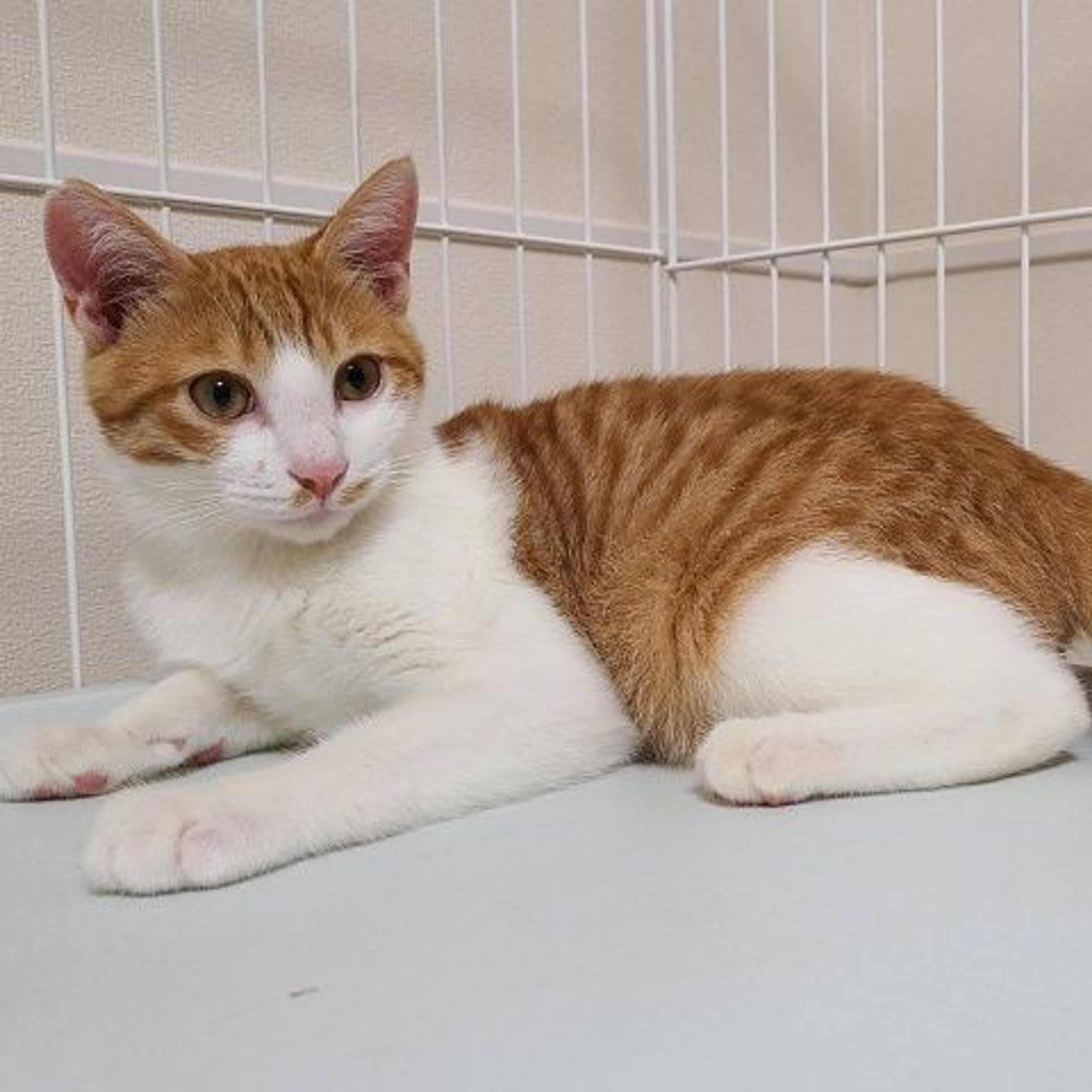 pet-image-4