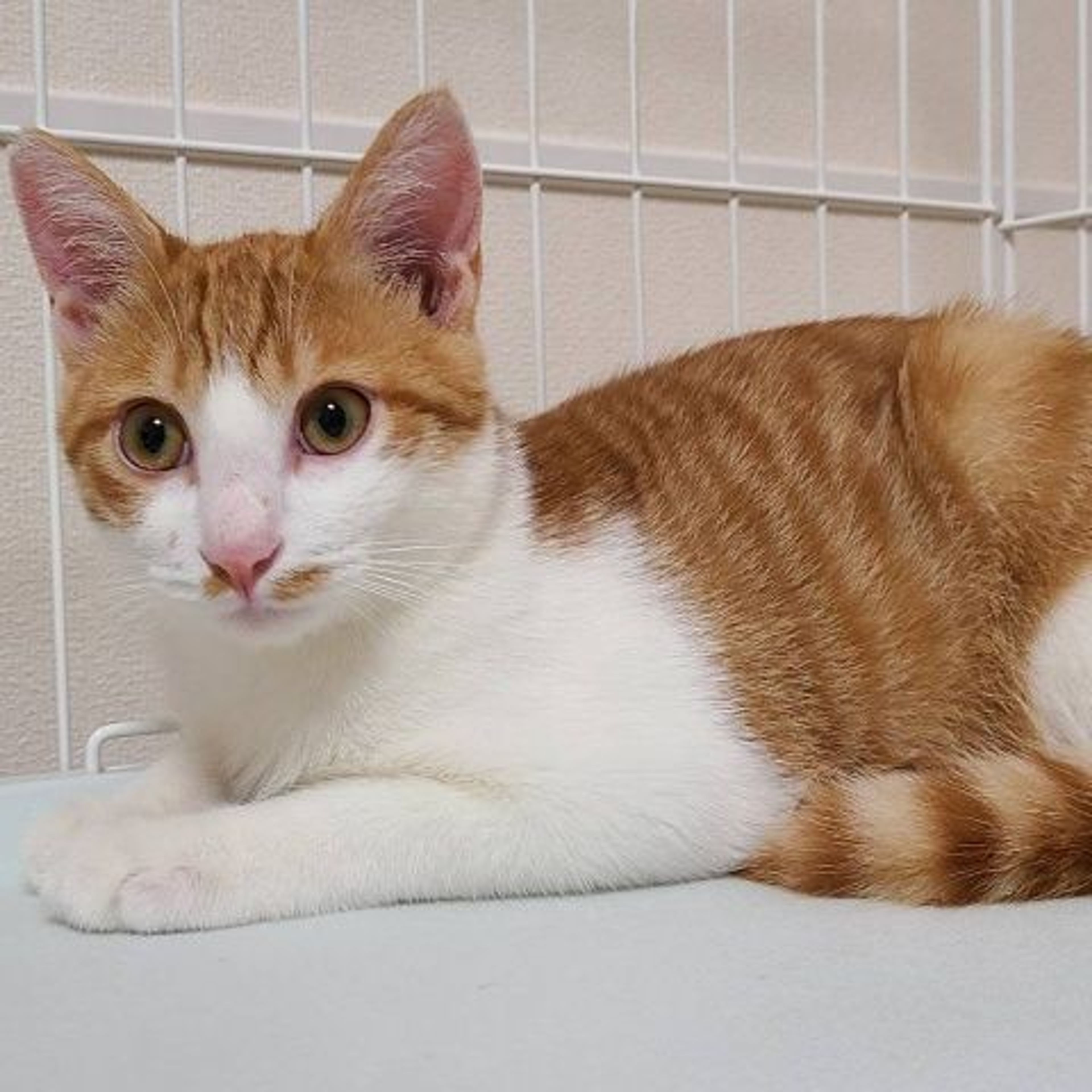 pet-image-5