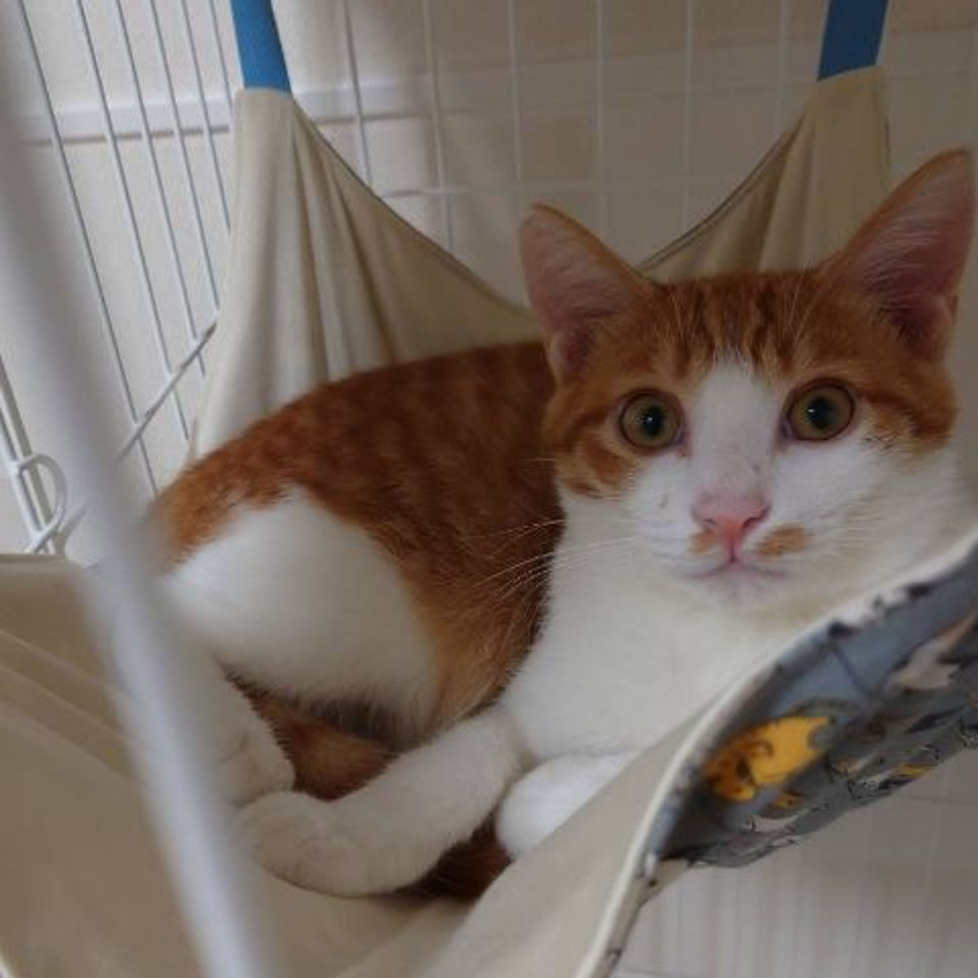 pet-image-6