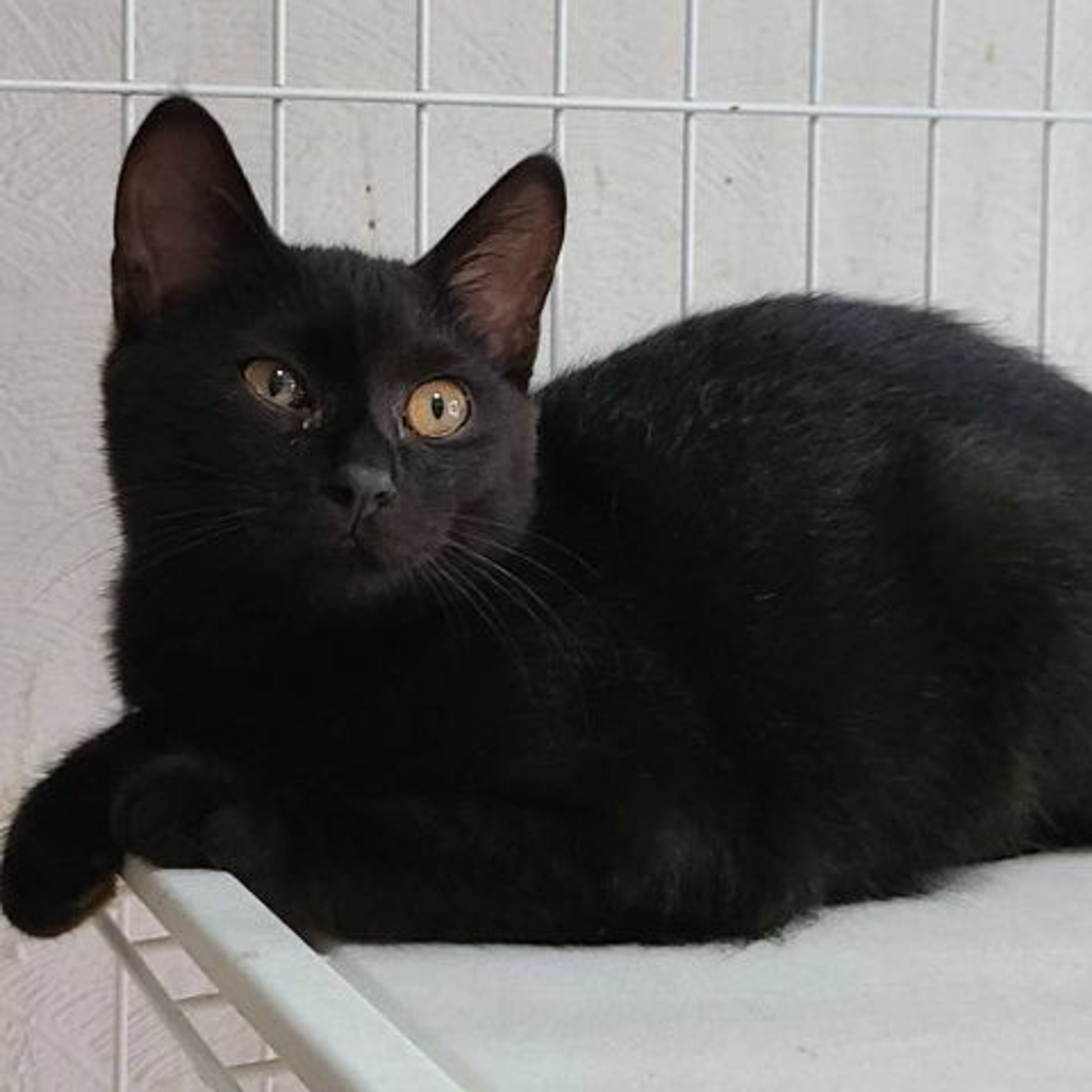 雑種（ミックス猫）・メスの里親募集の写真
