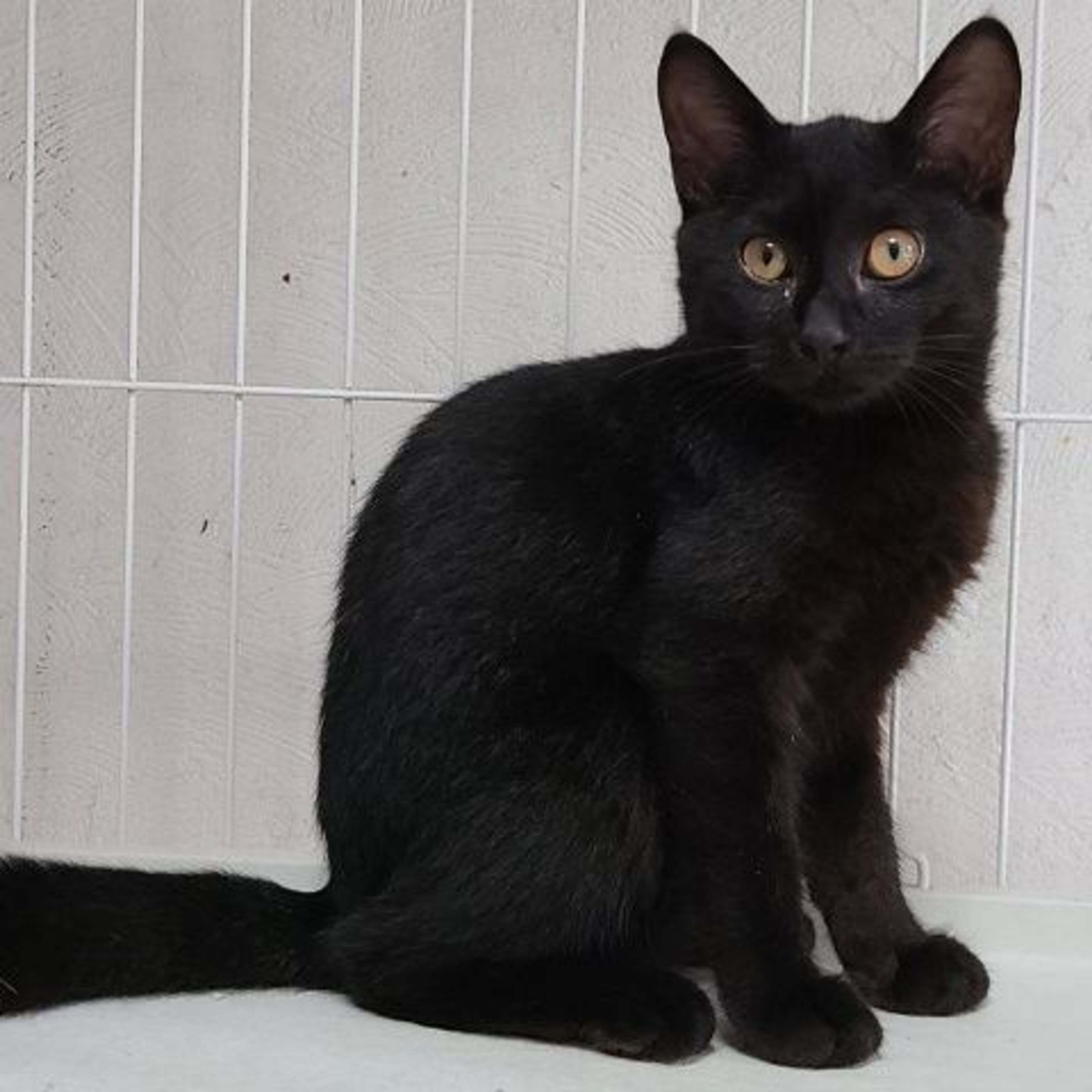 pet-image-2