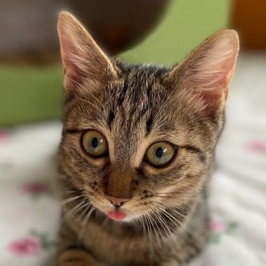 ヤンちゃんの写真