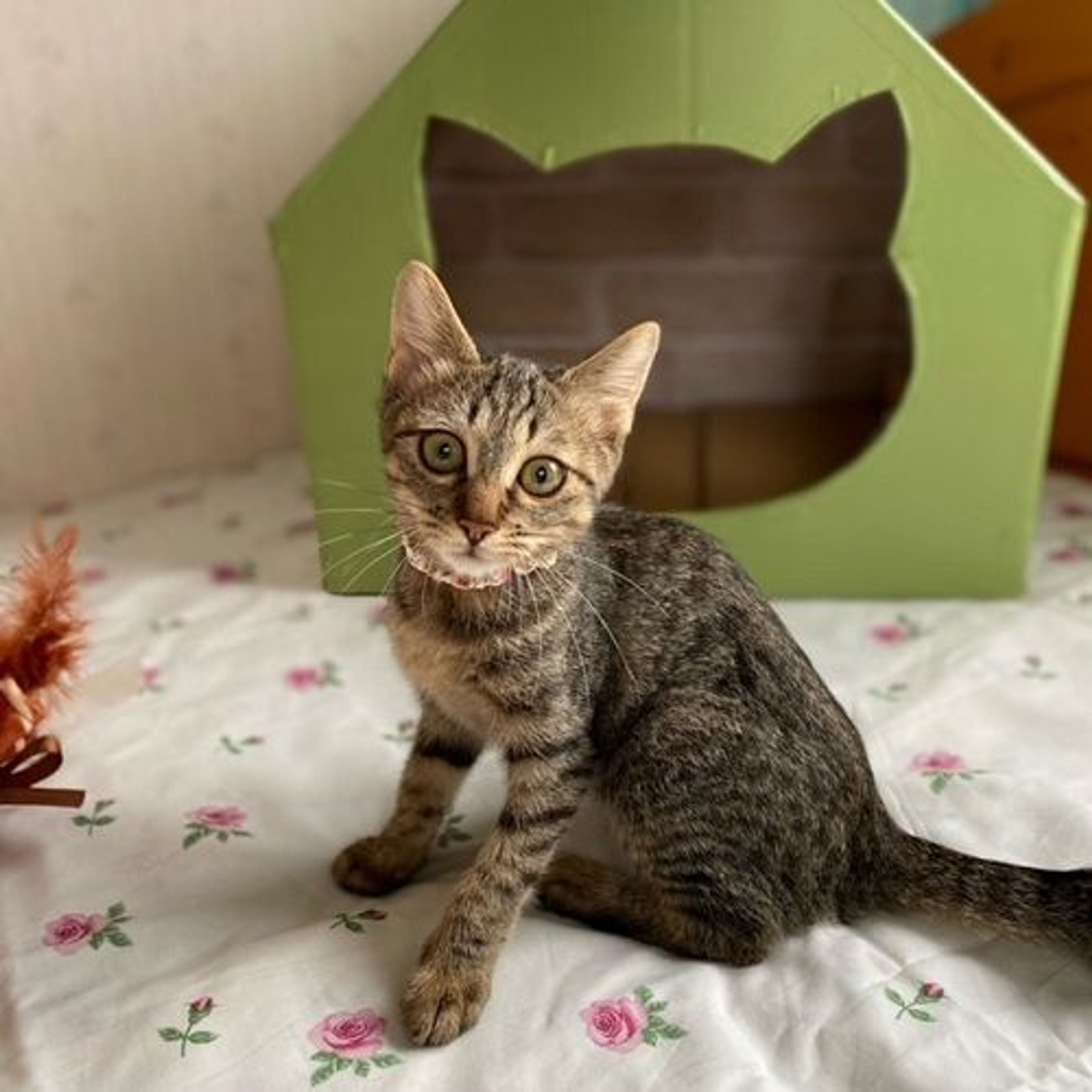 pet-image-3