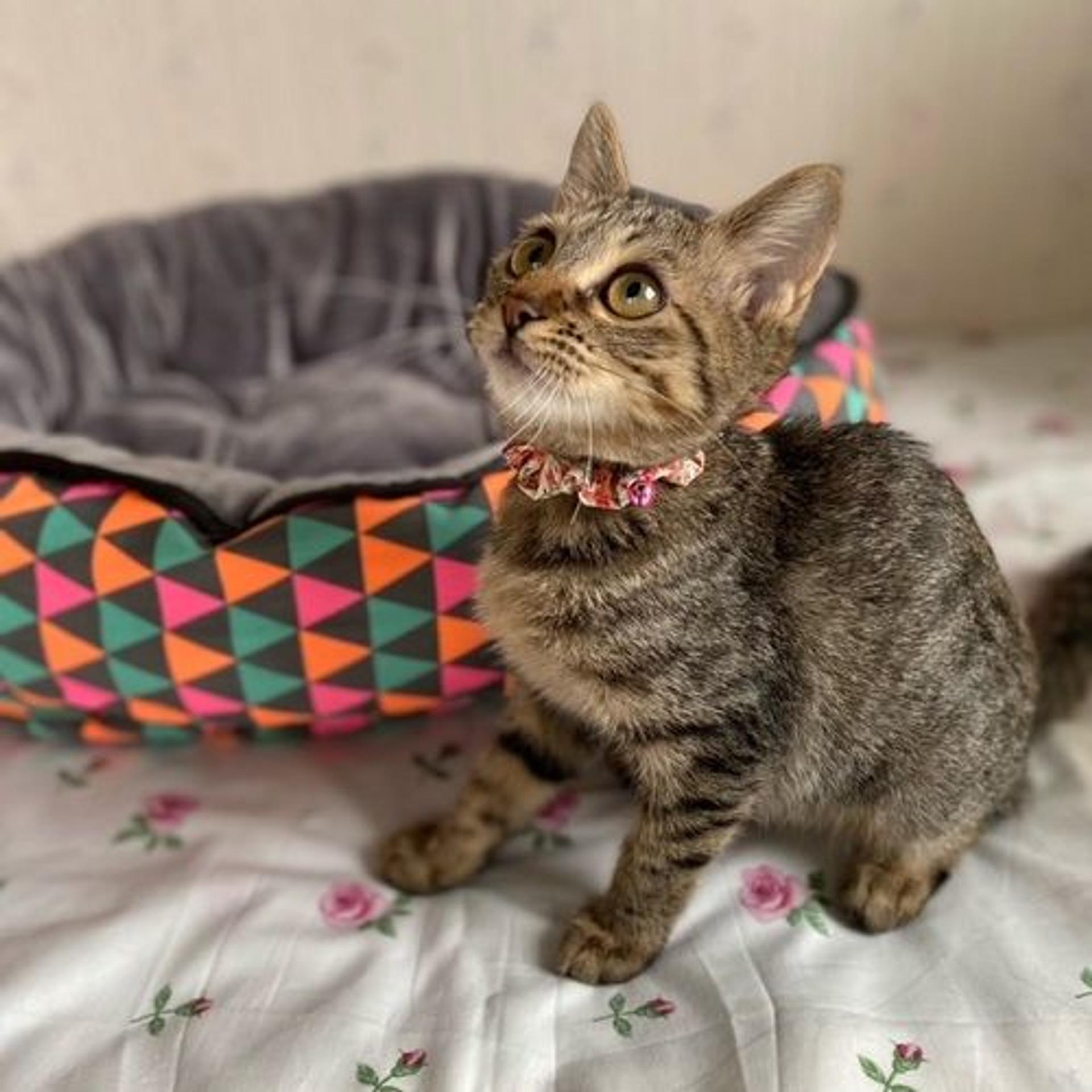 pet-image-4