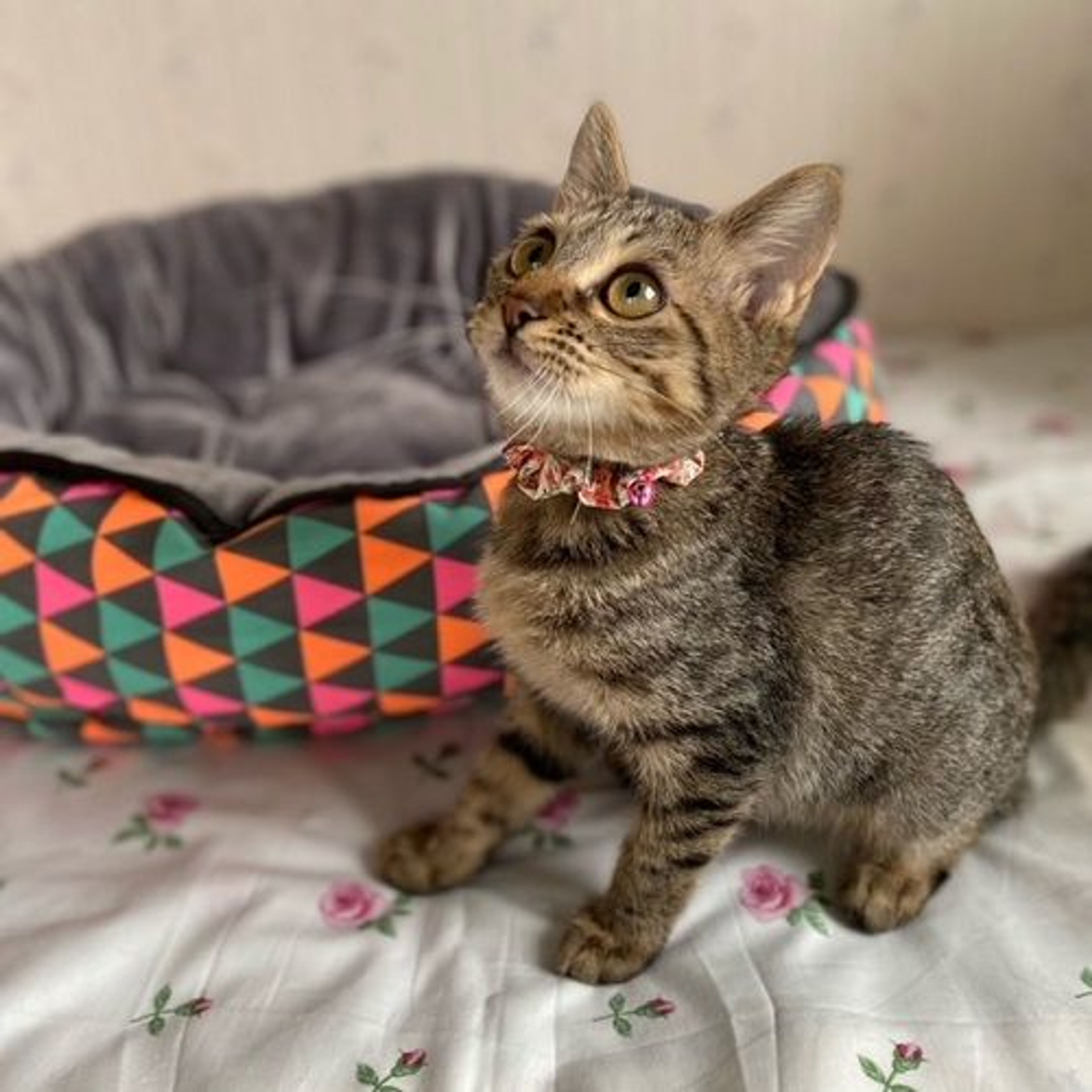 pet-image-4
