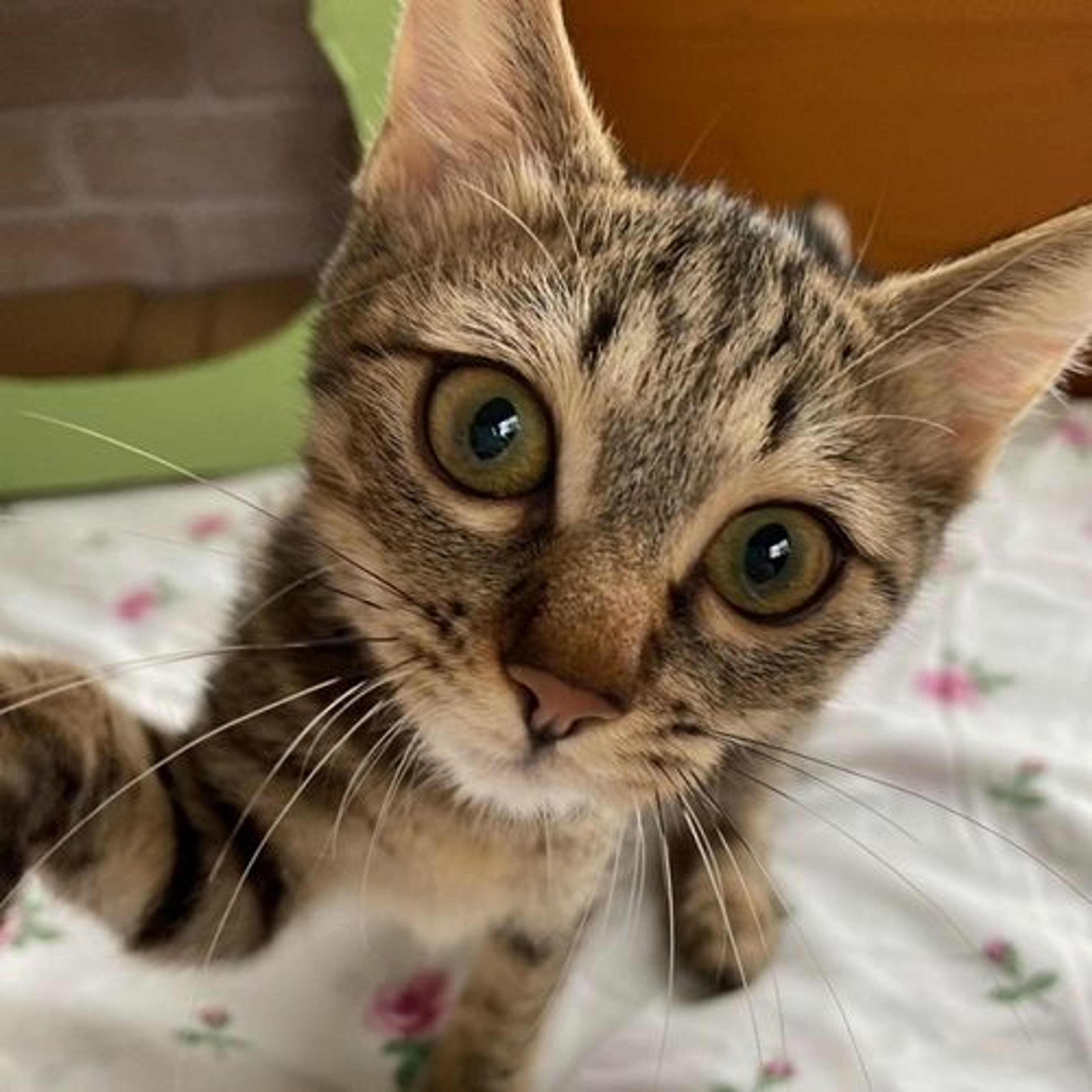pet-image-5