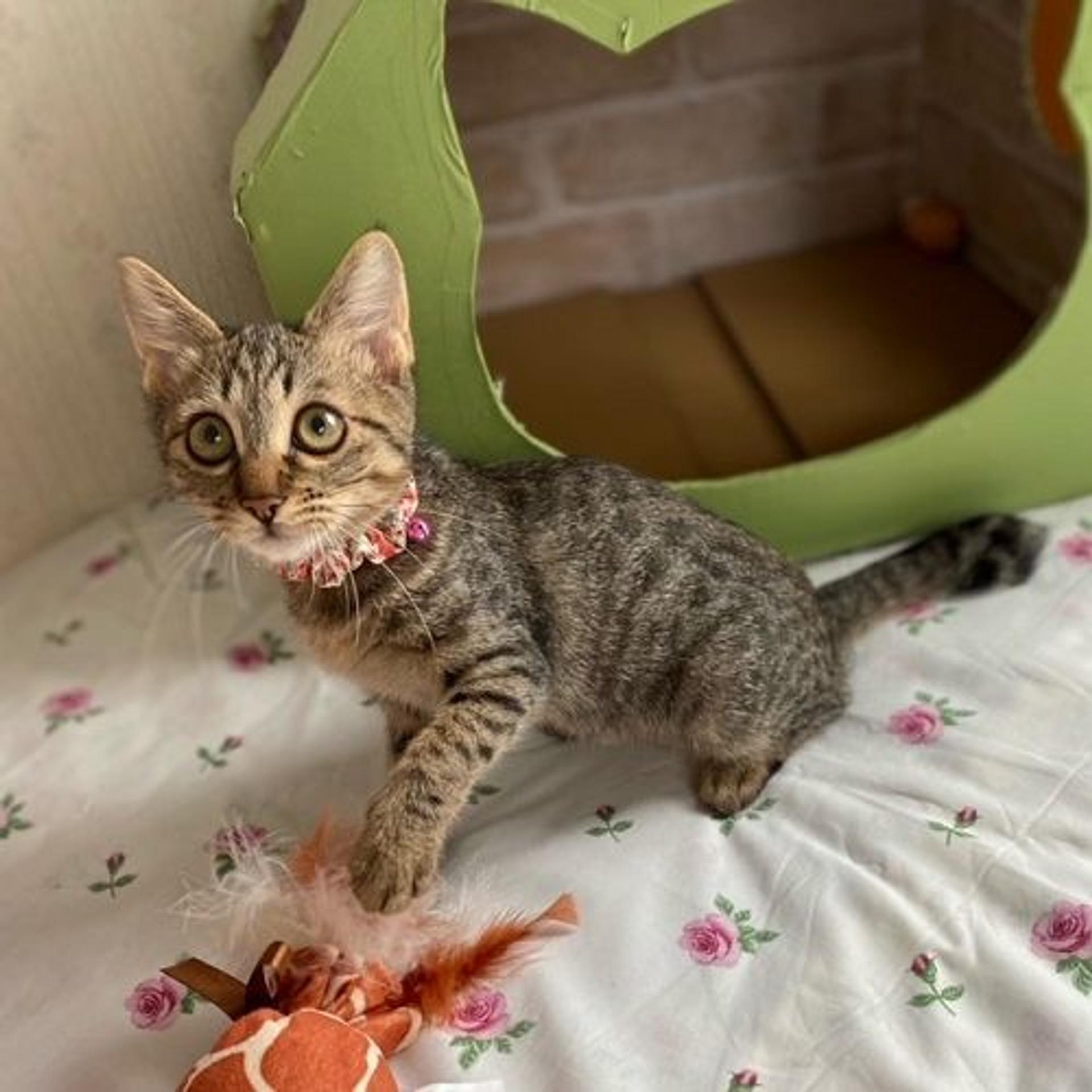 pet-image-6