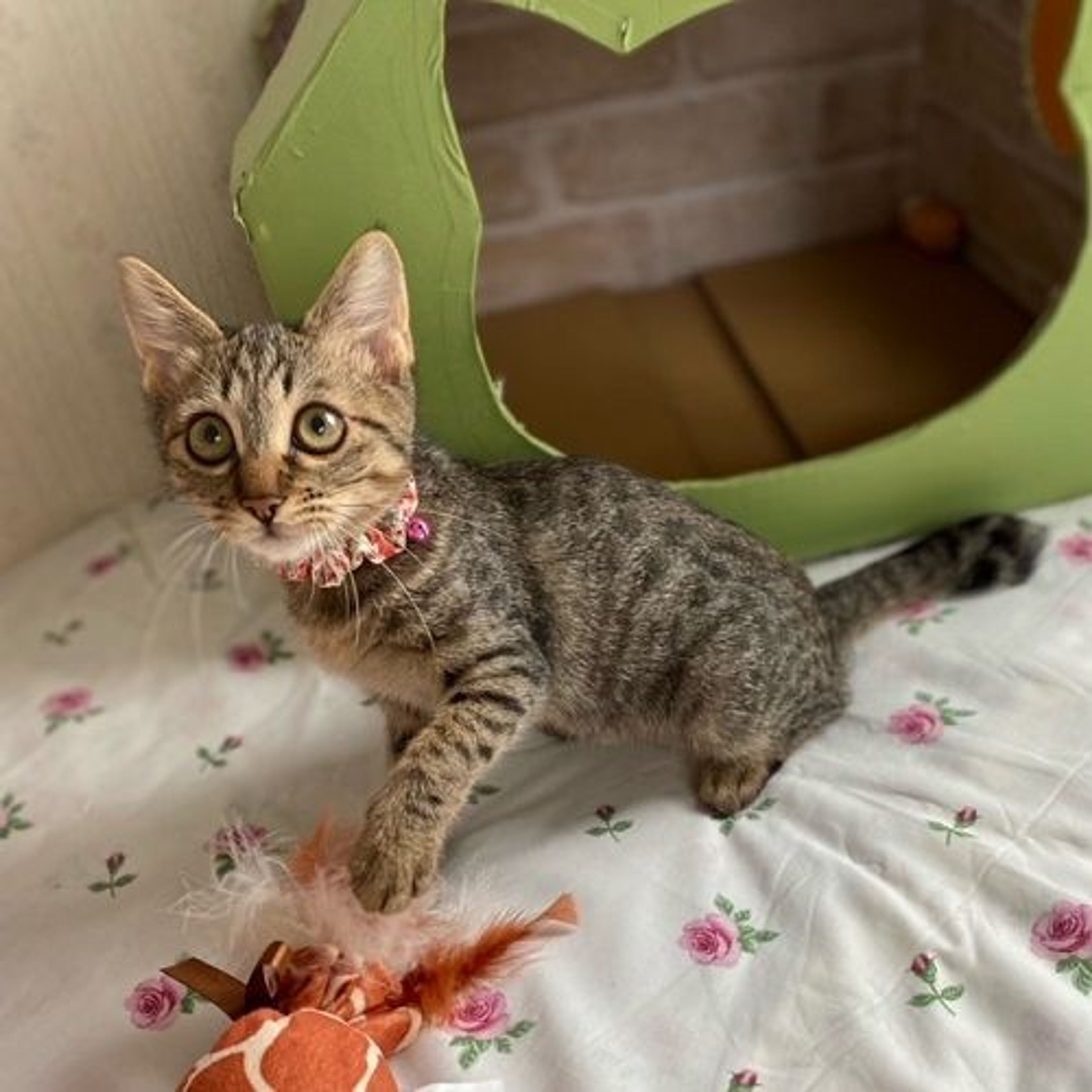 pet-image-6