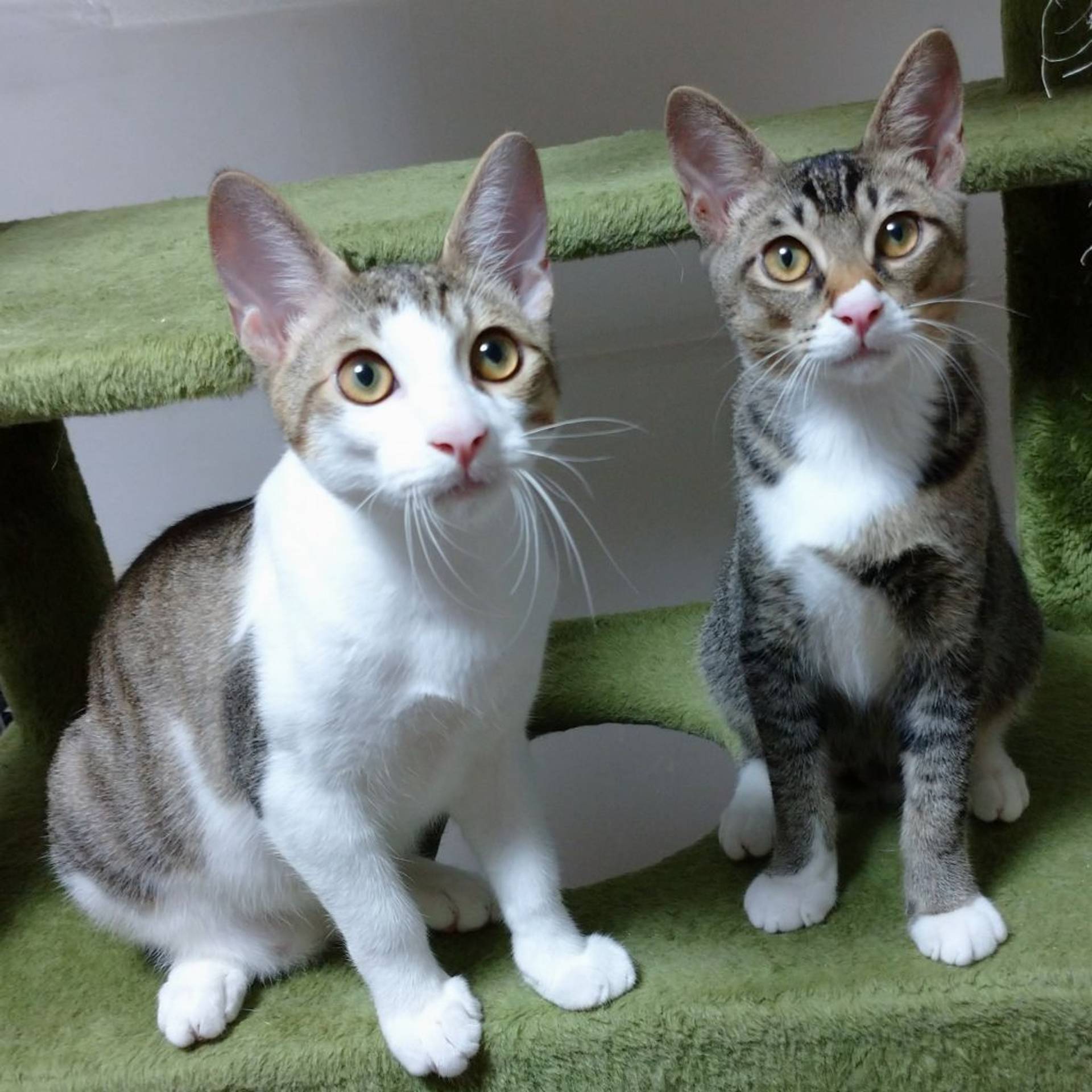 雑種（ミックス猫）・オスの里親募集の写真