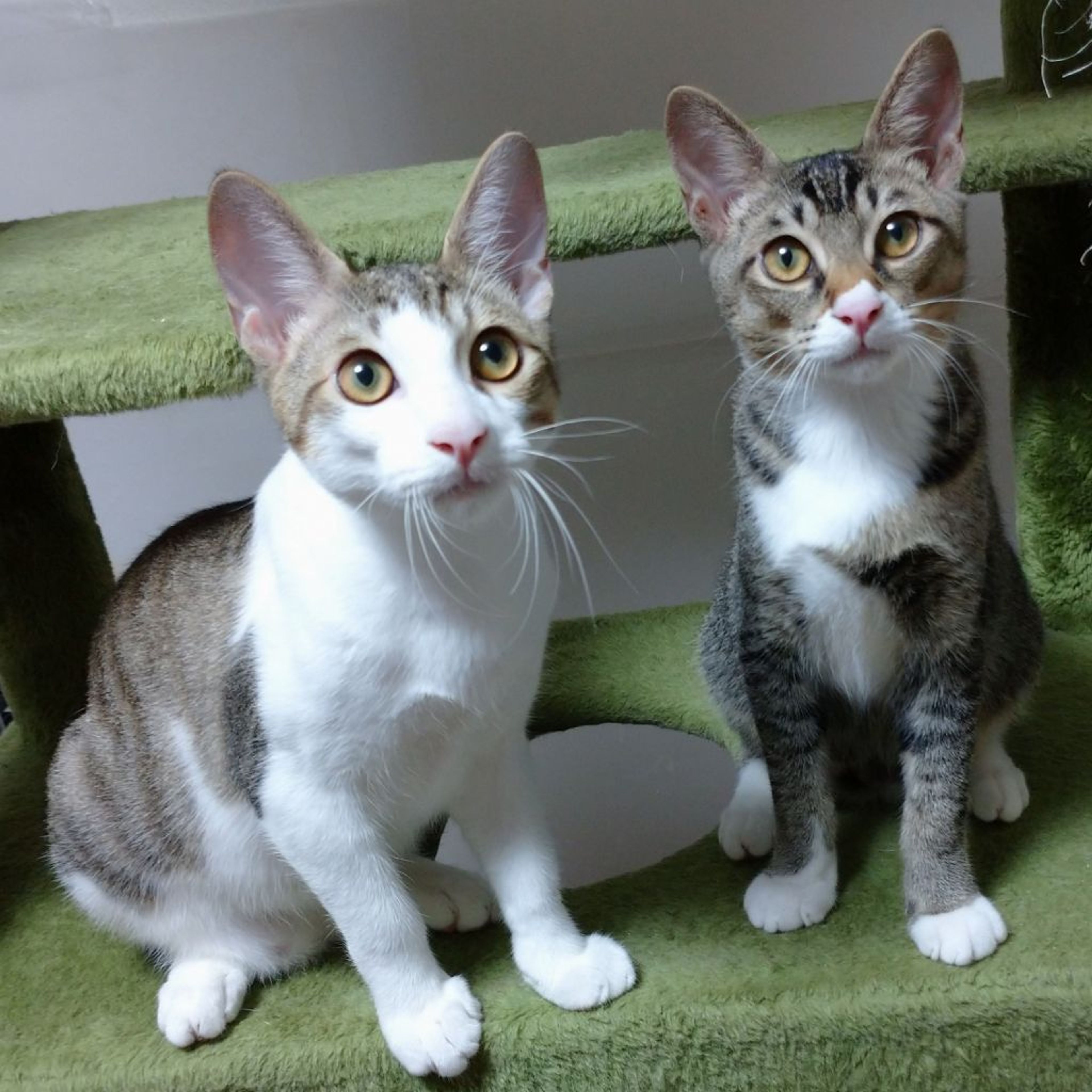 雑種（ミックス猫）・オスの里親募集の写真