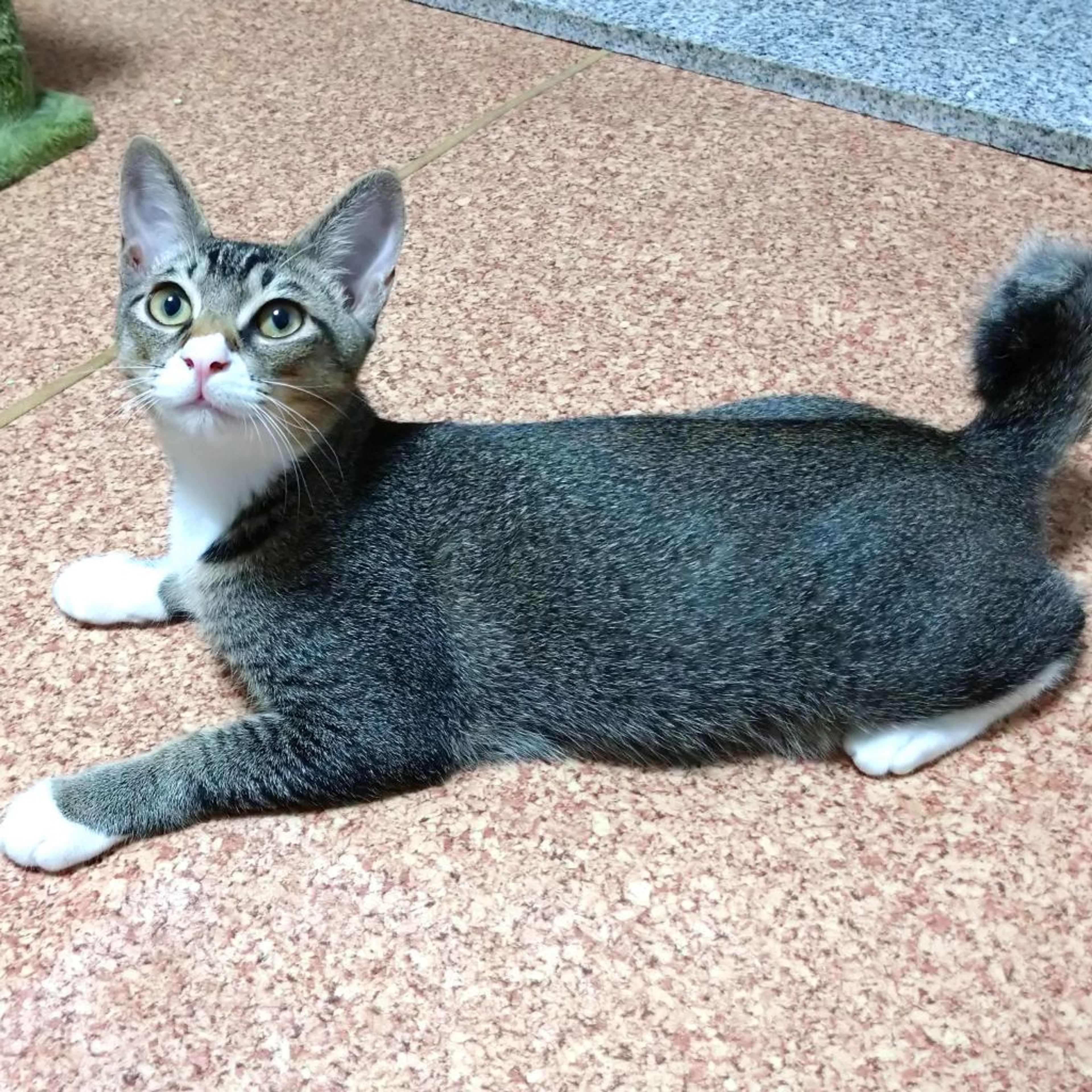 pet-image-2