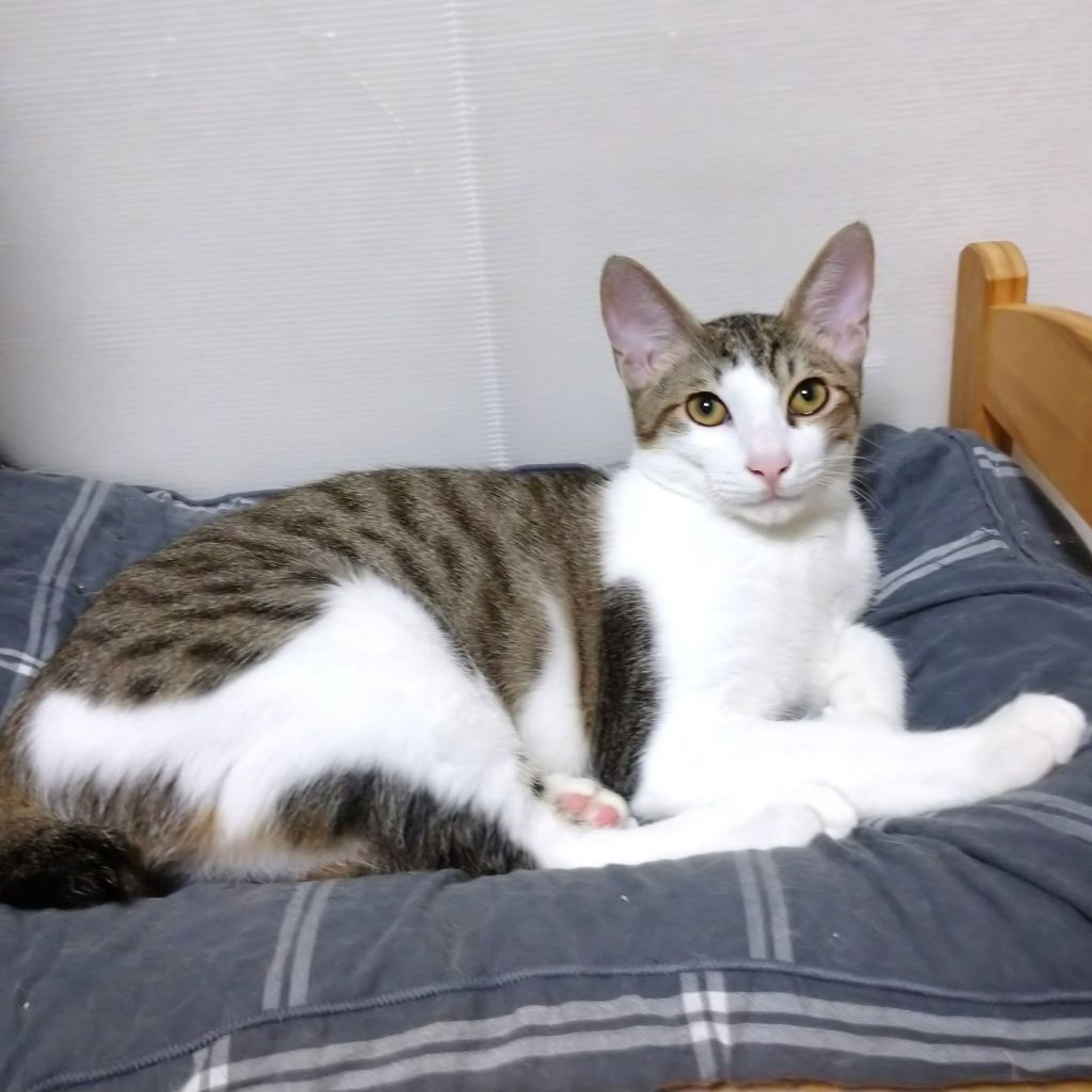 pet-image-3