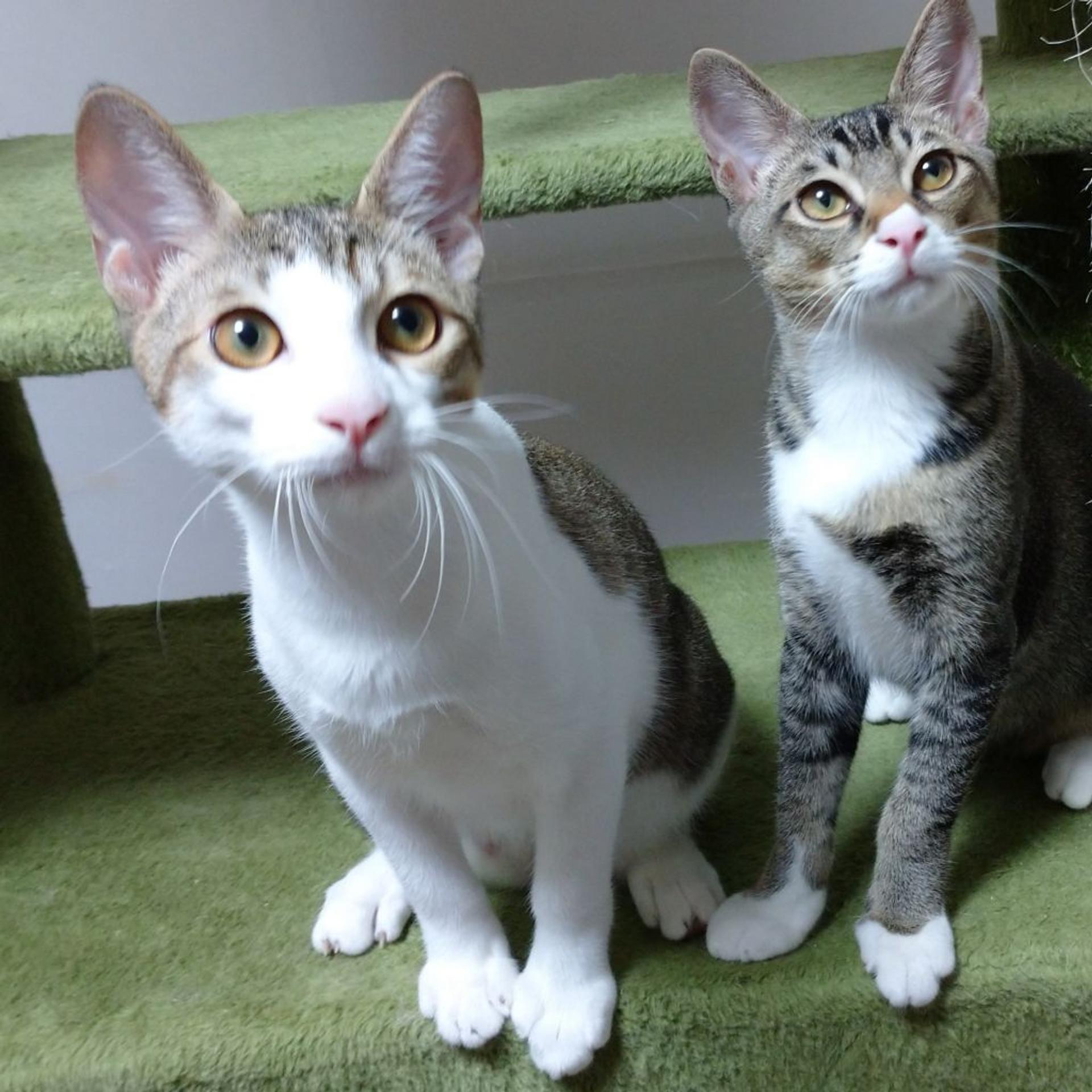 pet-image-4