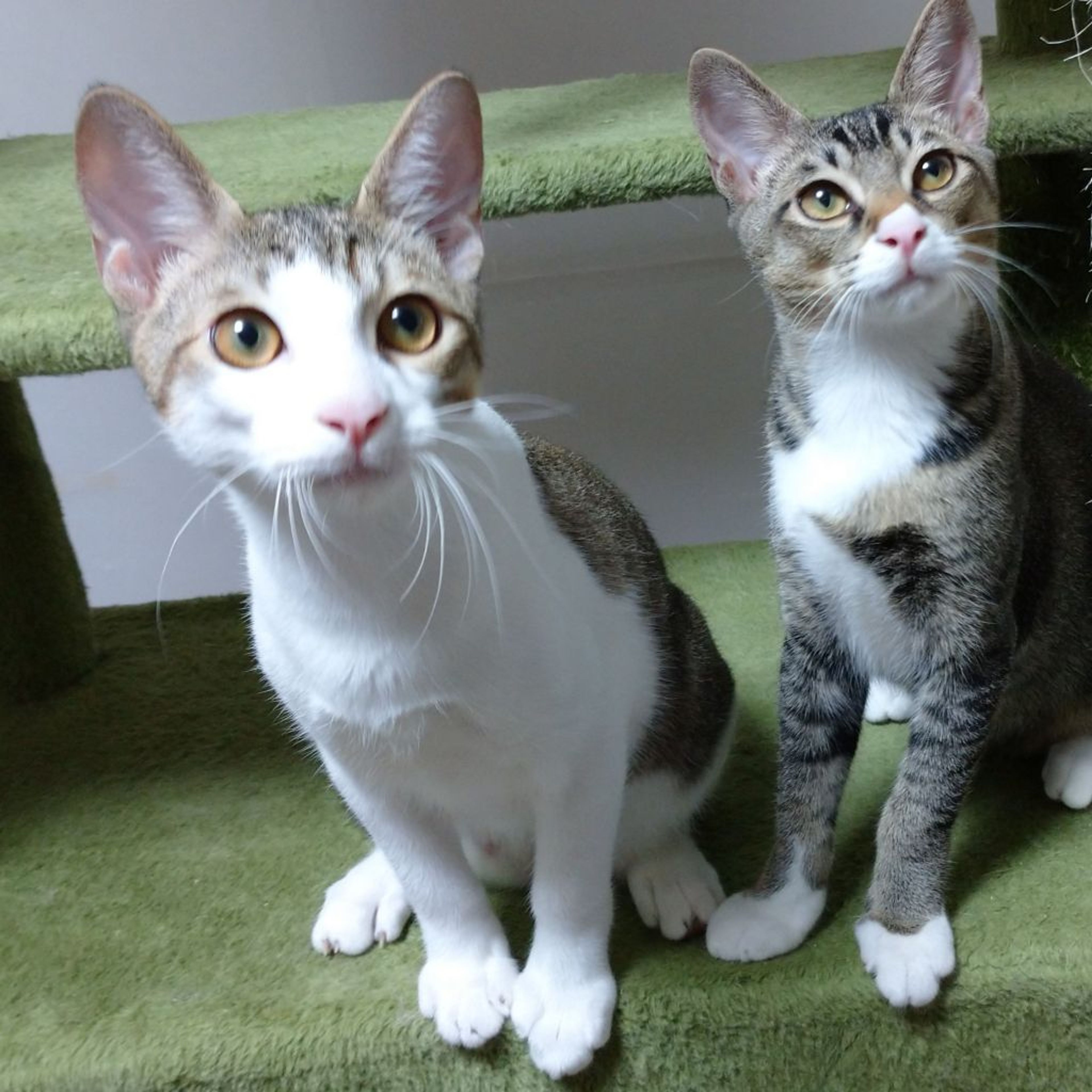 pet-image-4