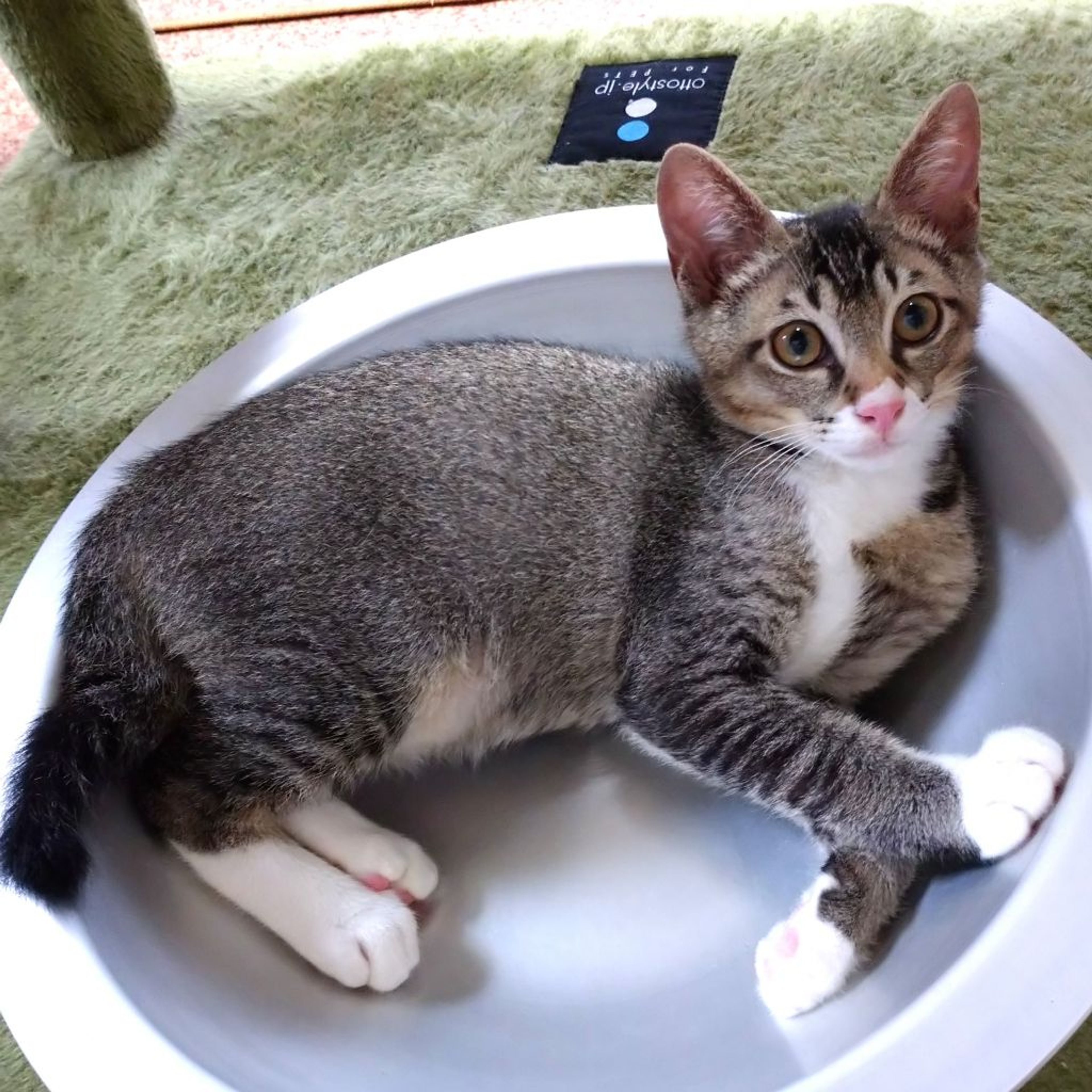 pet-image-5