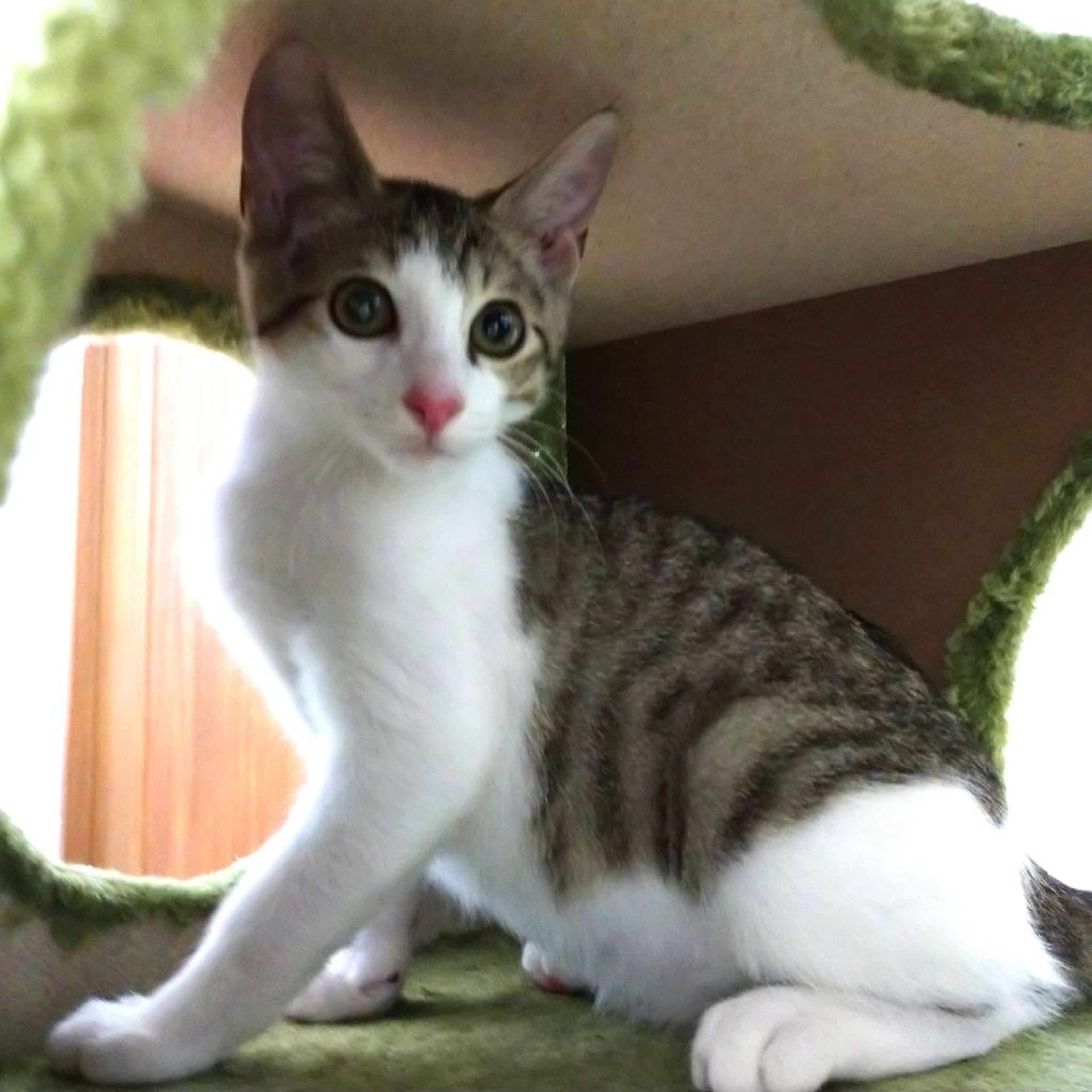 pet-image-6