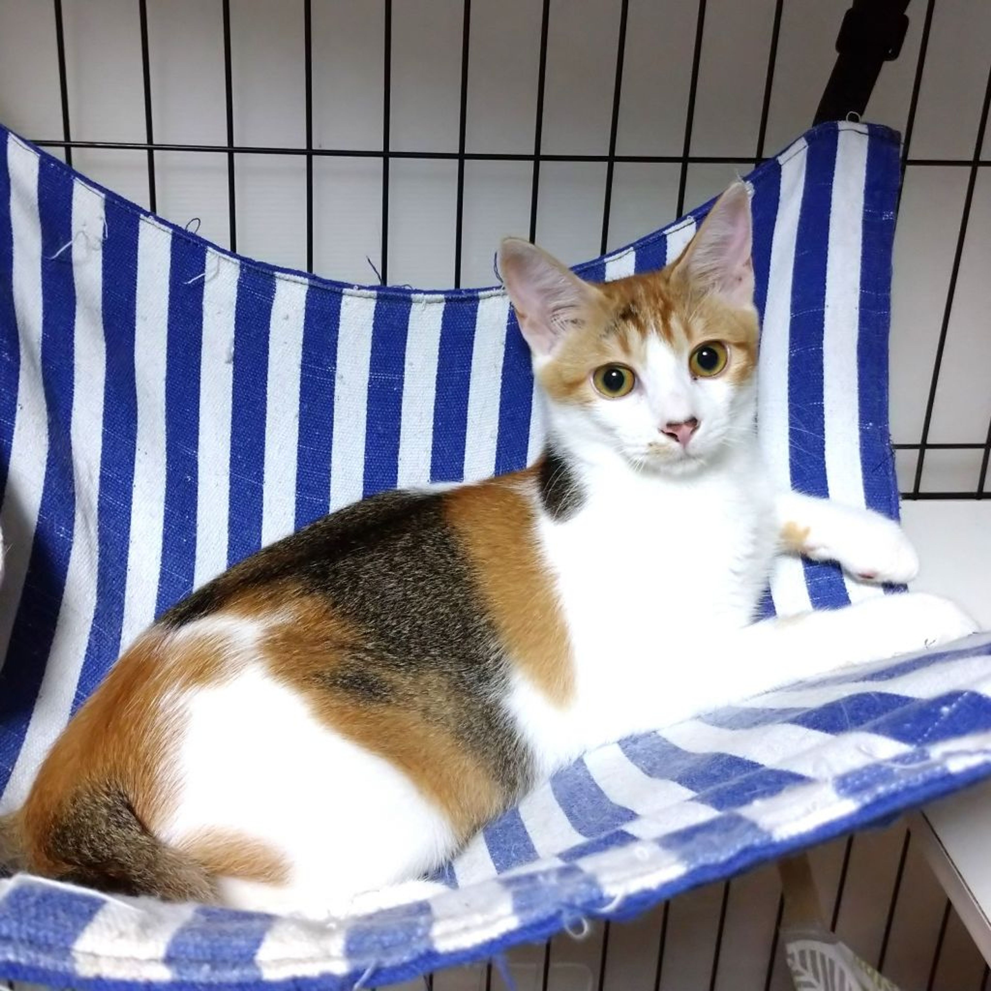 pet-image-2