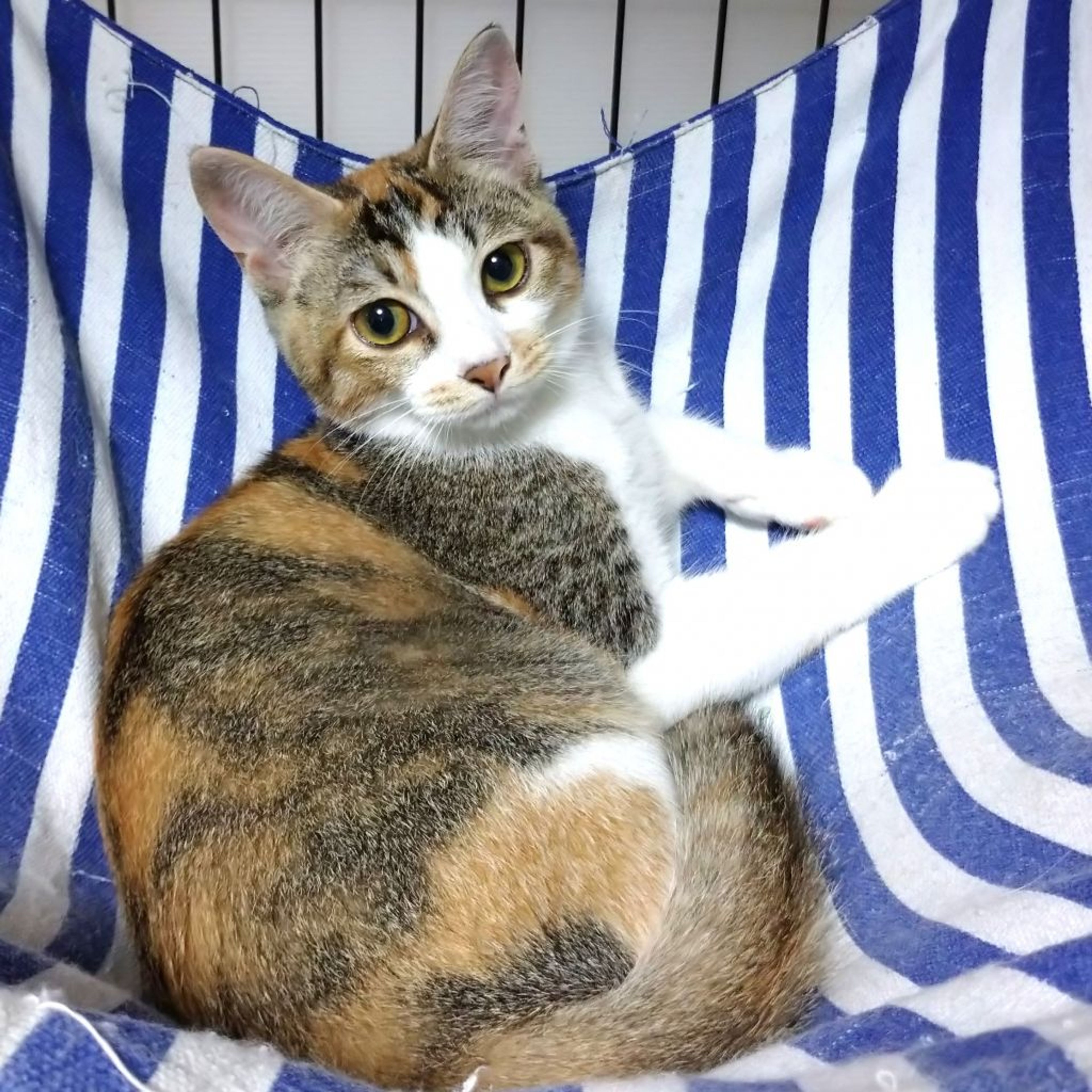 pet-image-3