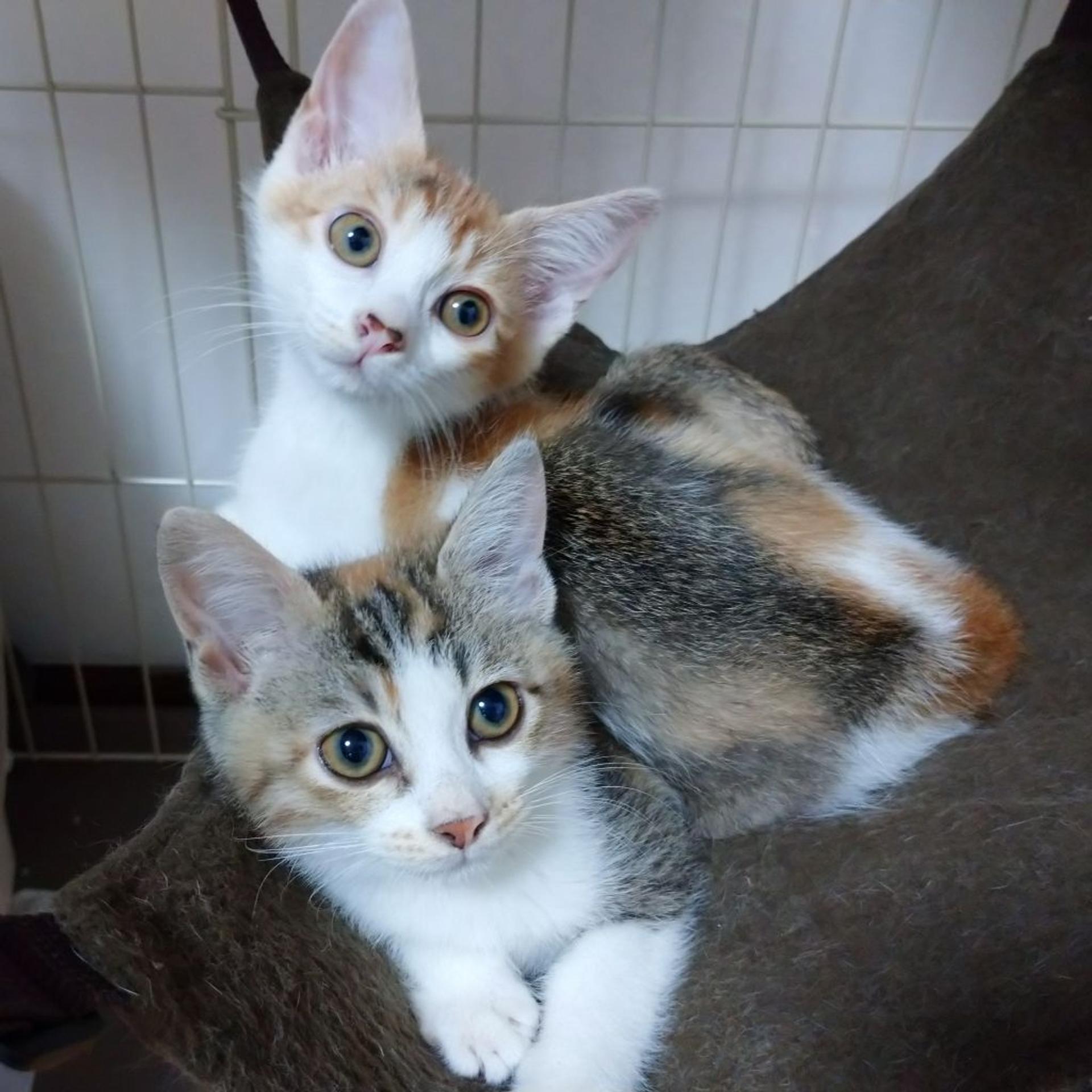pet-image-4