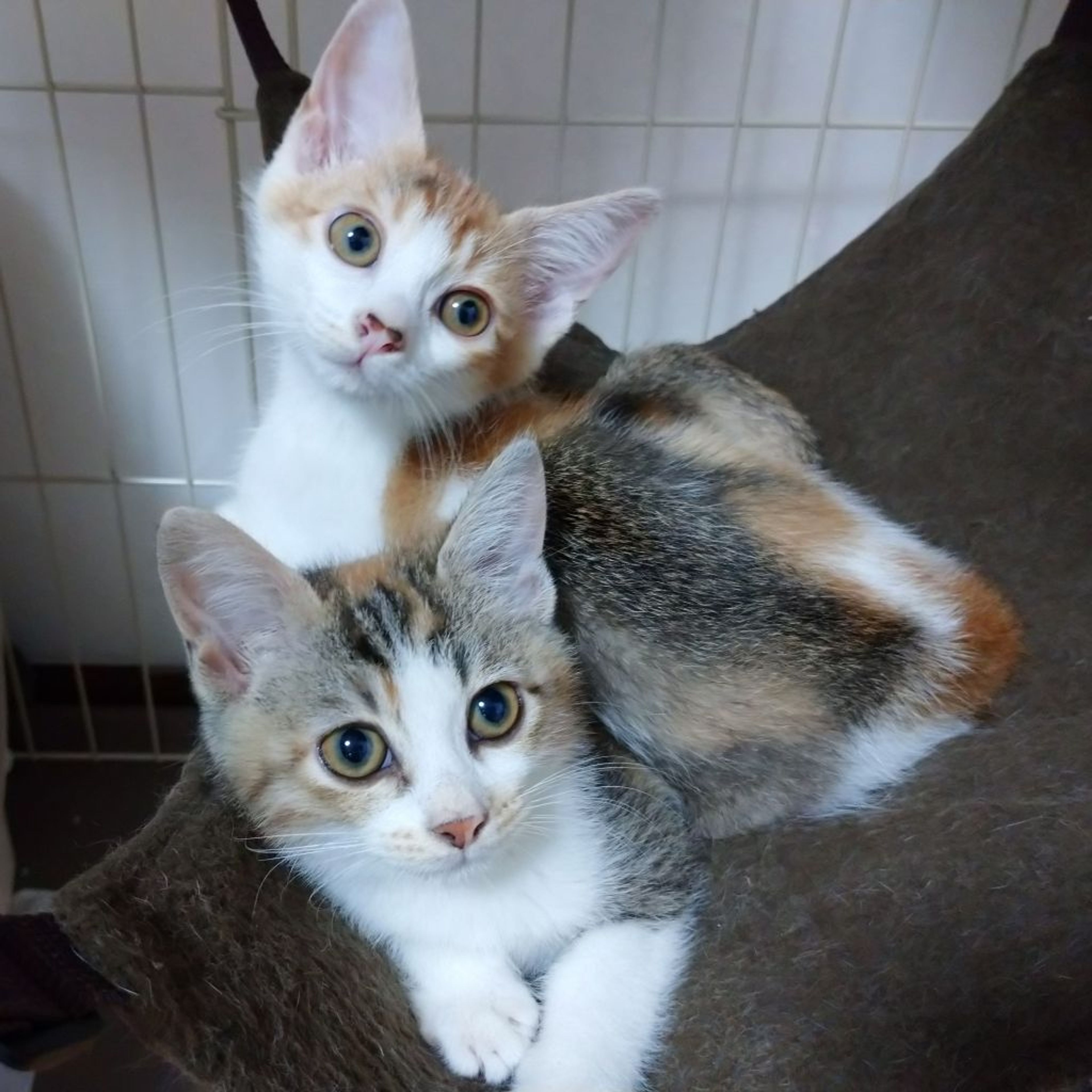 pet-image-4