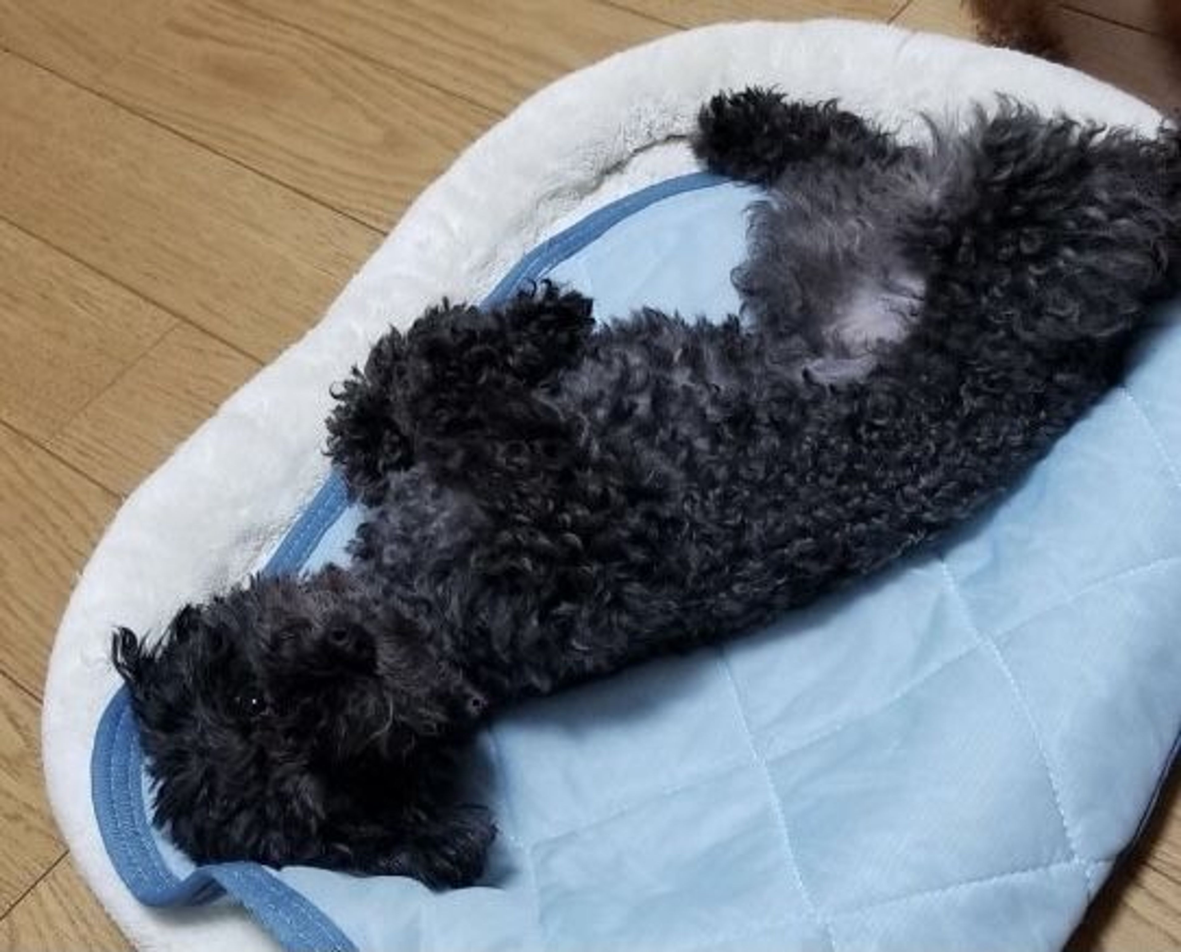 pet-image-4