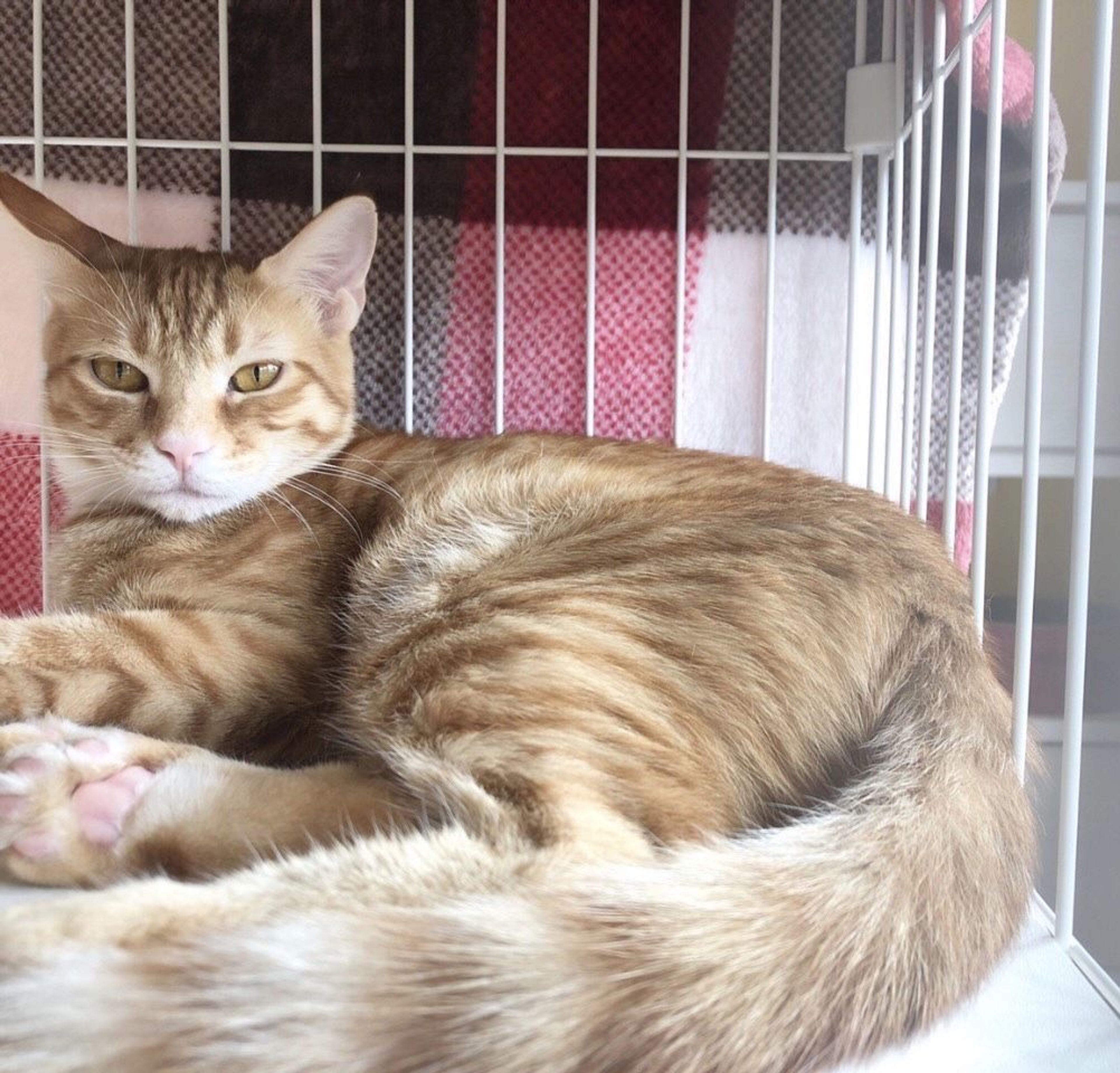 pet-image-2
