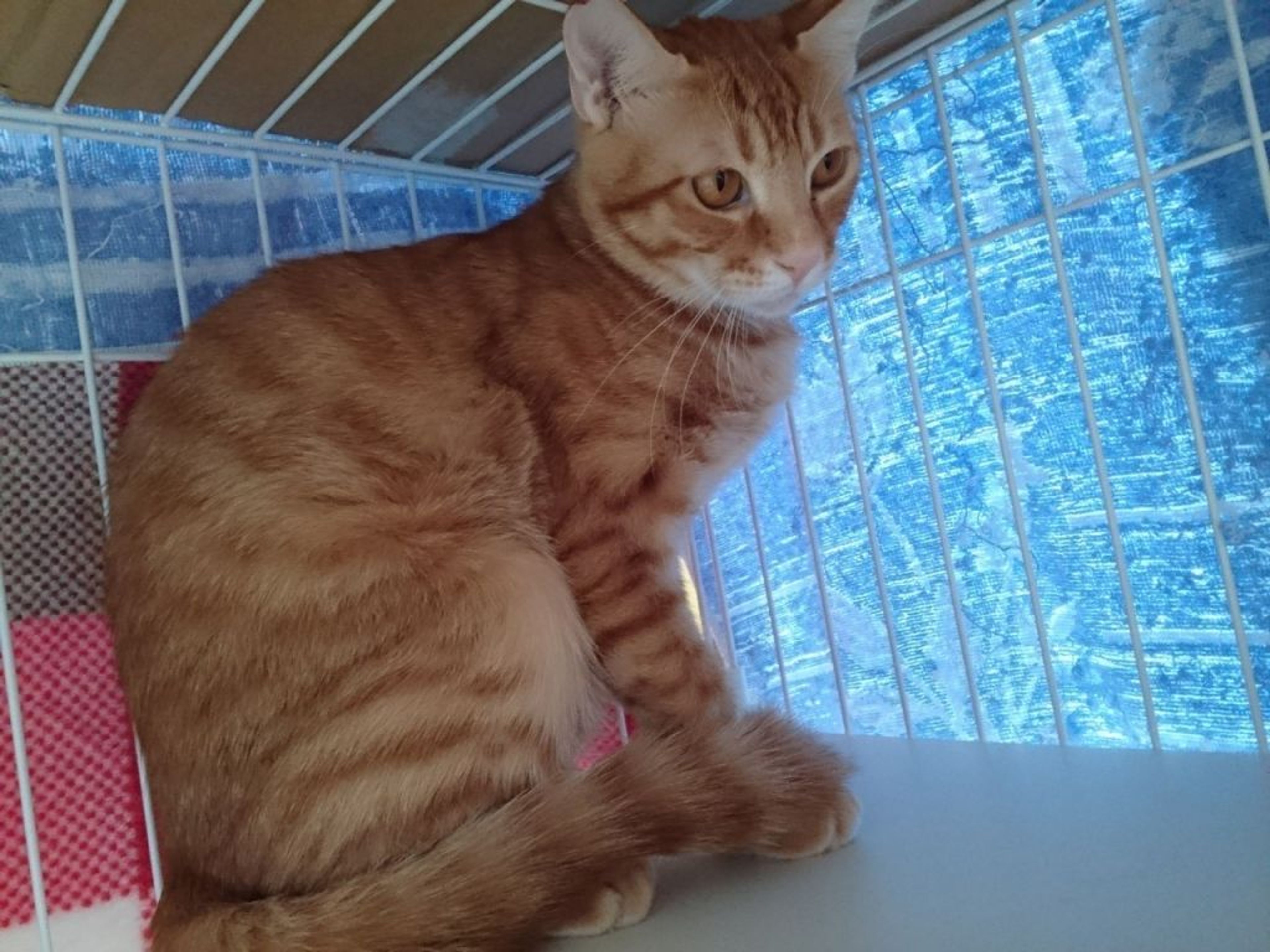 pet-image-3