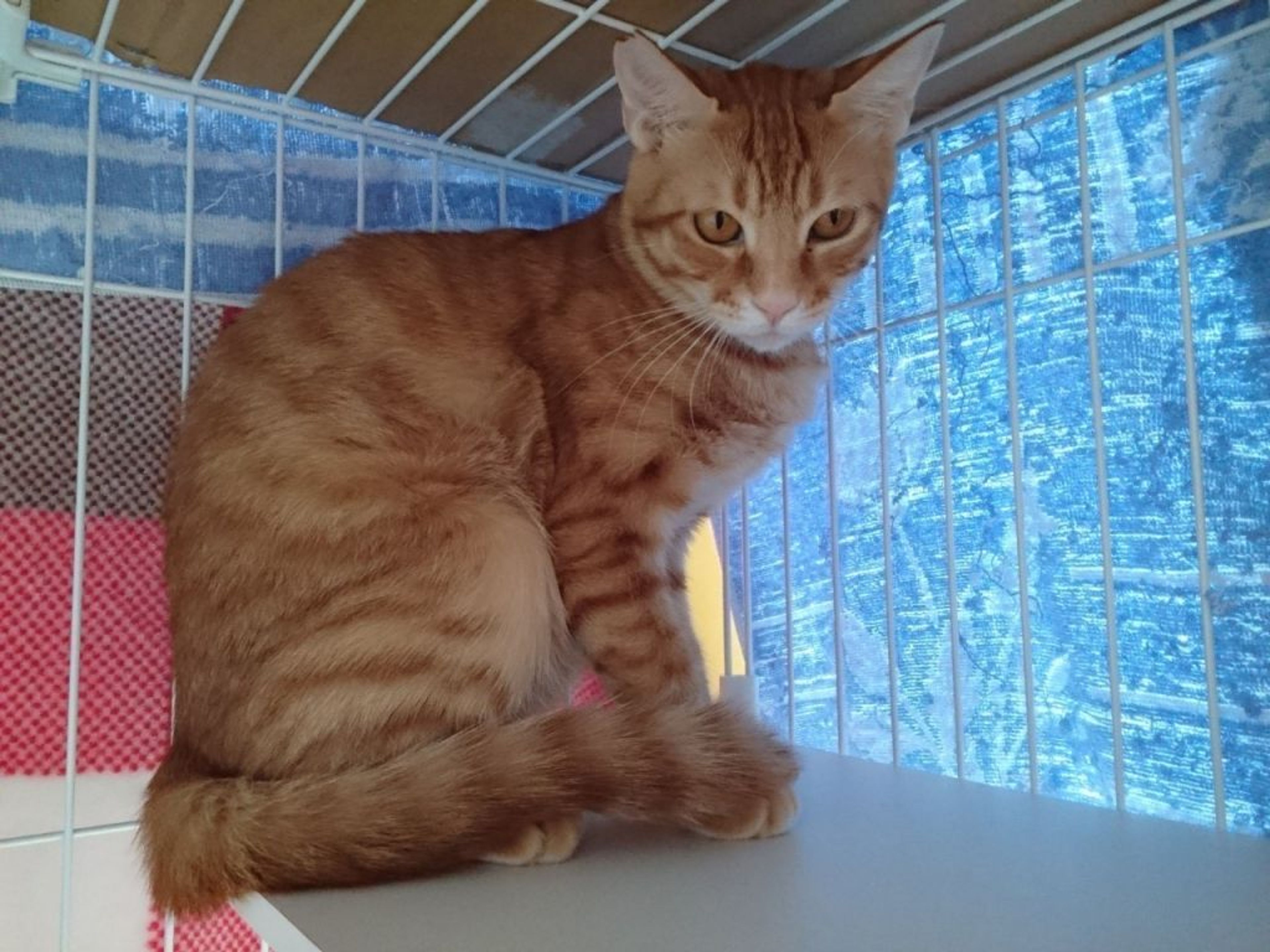 pet-image-4