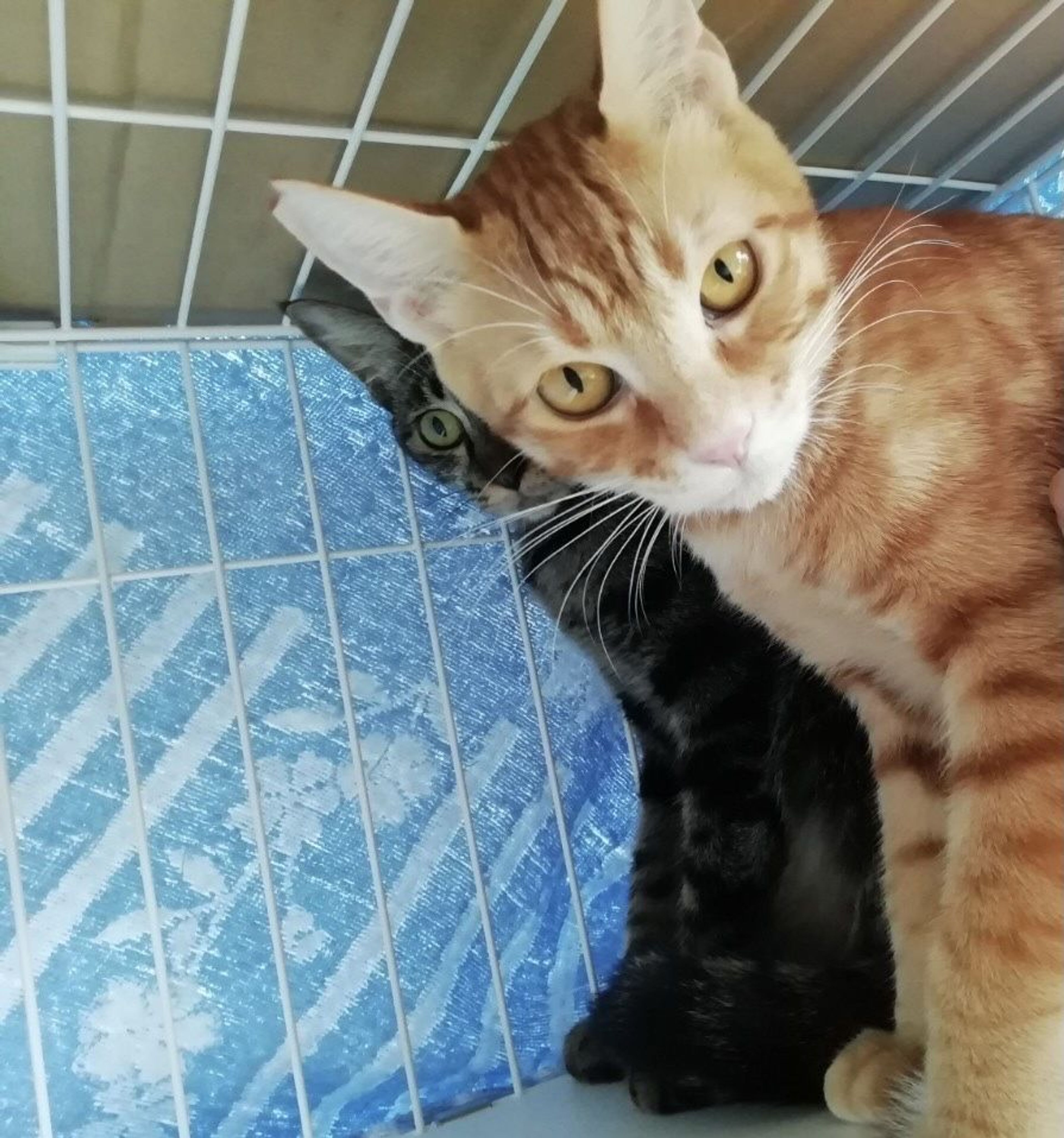 pet-image-5
