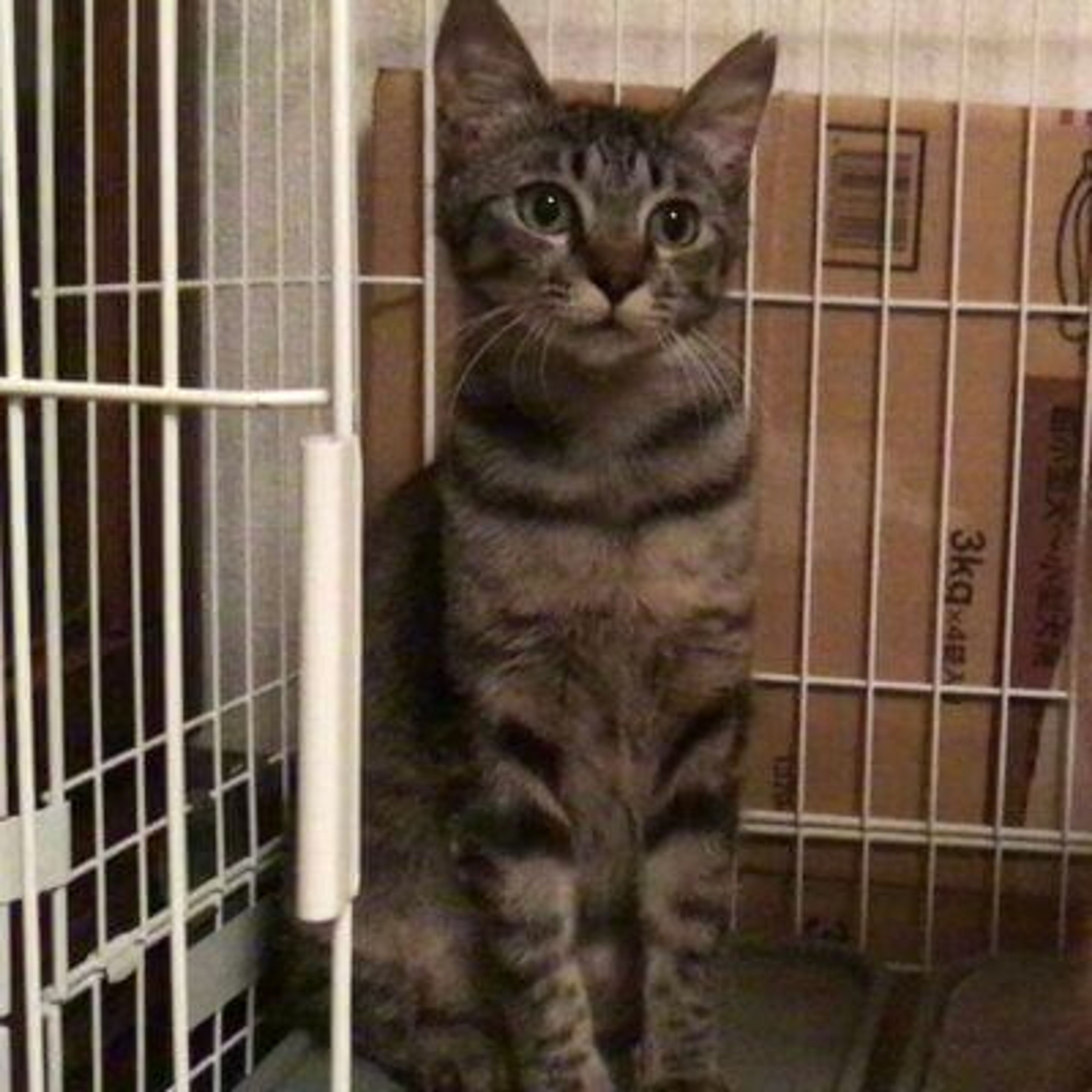 雑種（ミックス猫）・メスの里親募集の写真