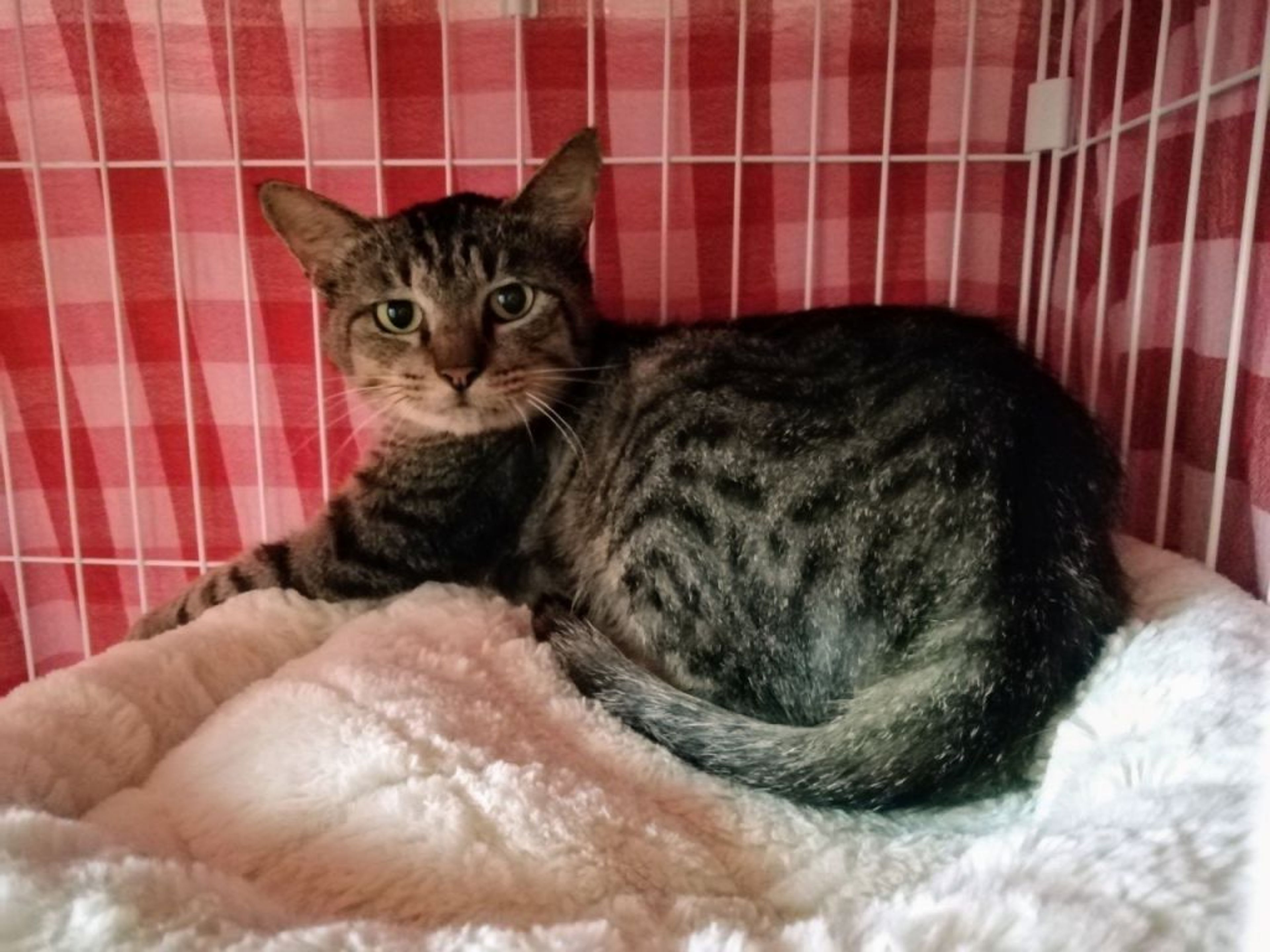 雑種（ミックス猫）・オスの里親募集の写真