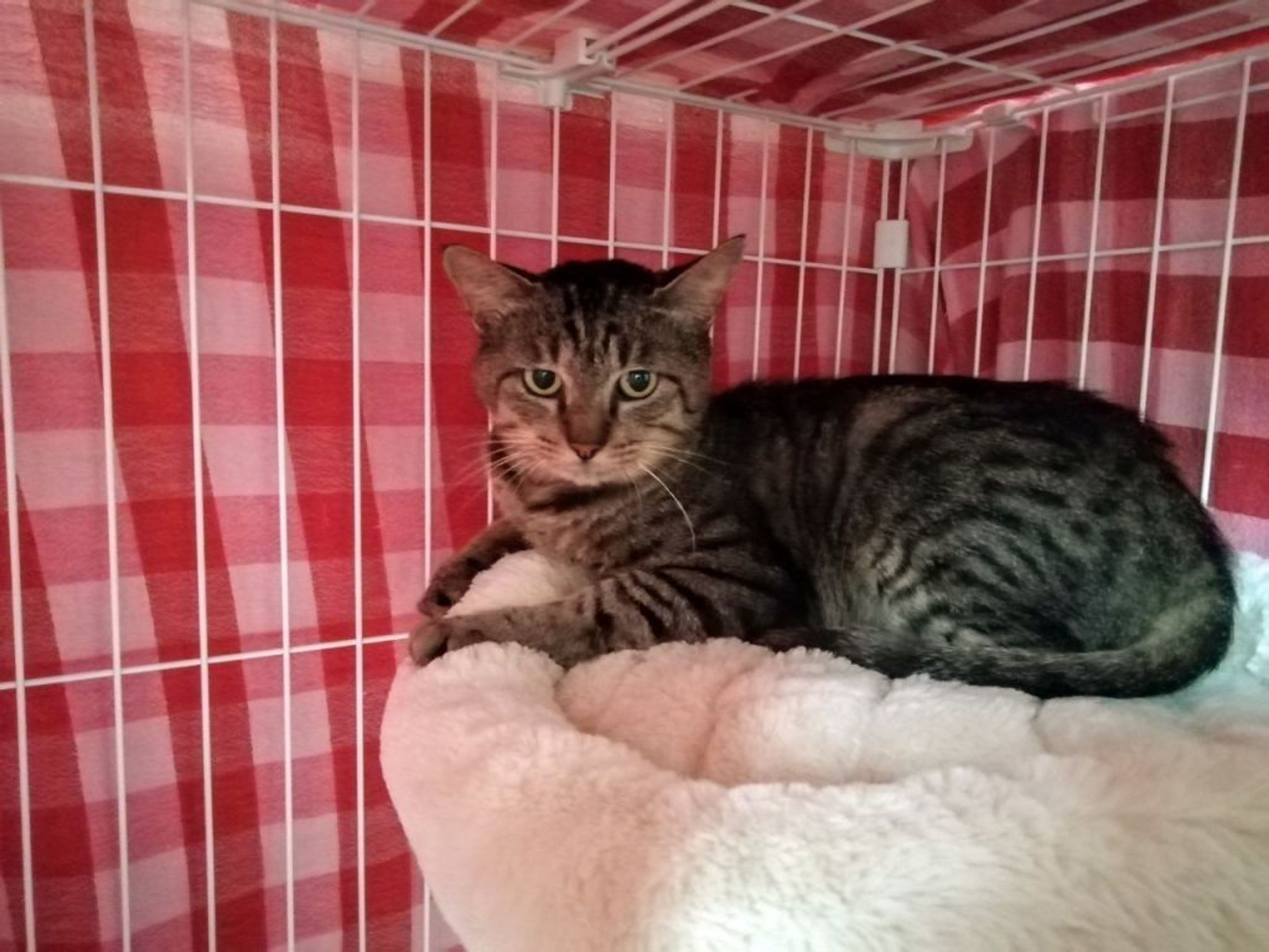 pet-image-2