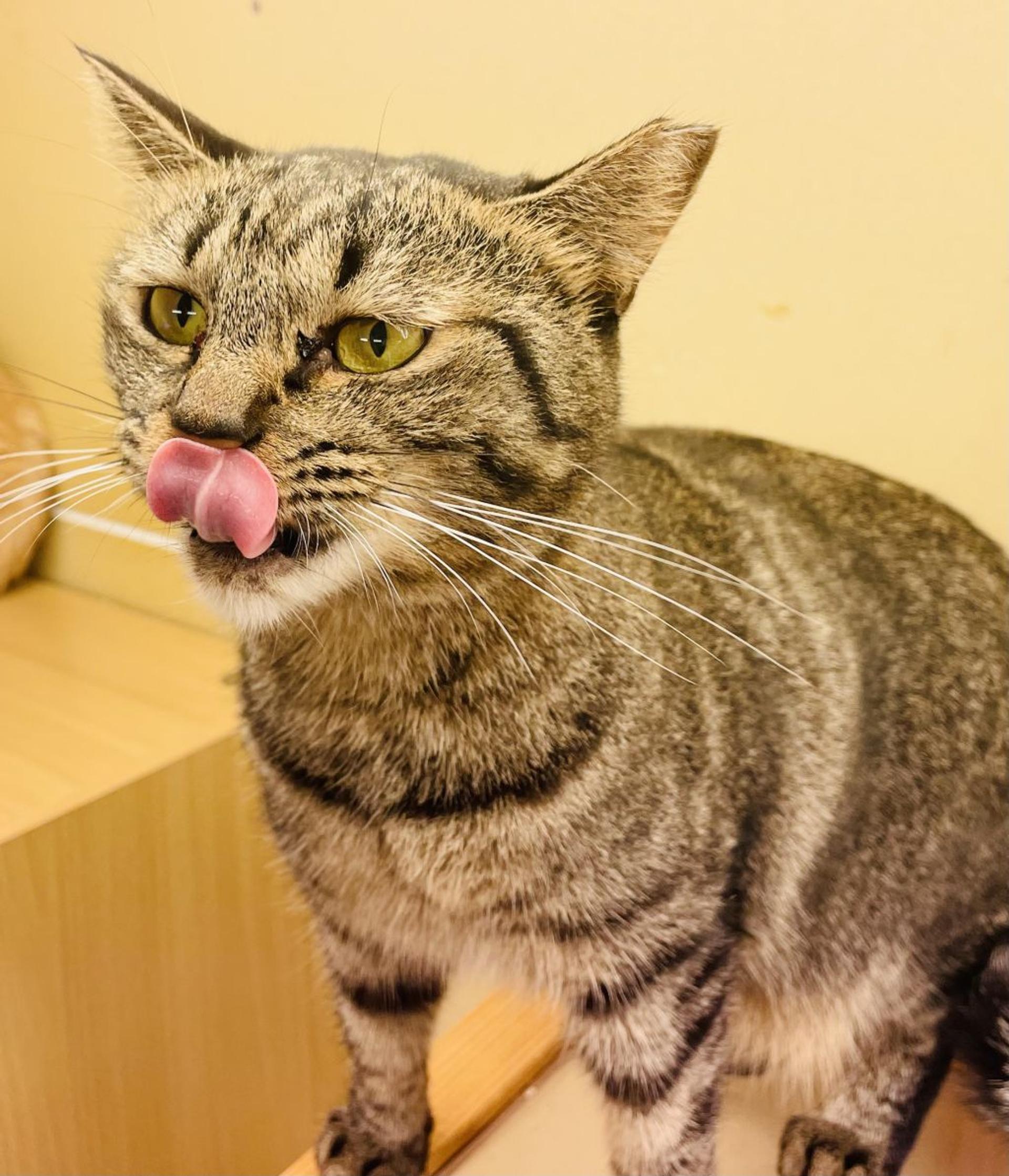 pet-image-3