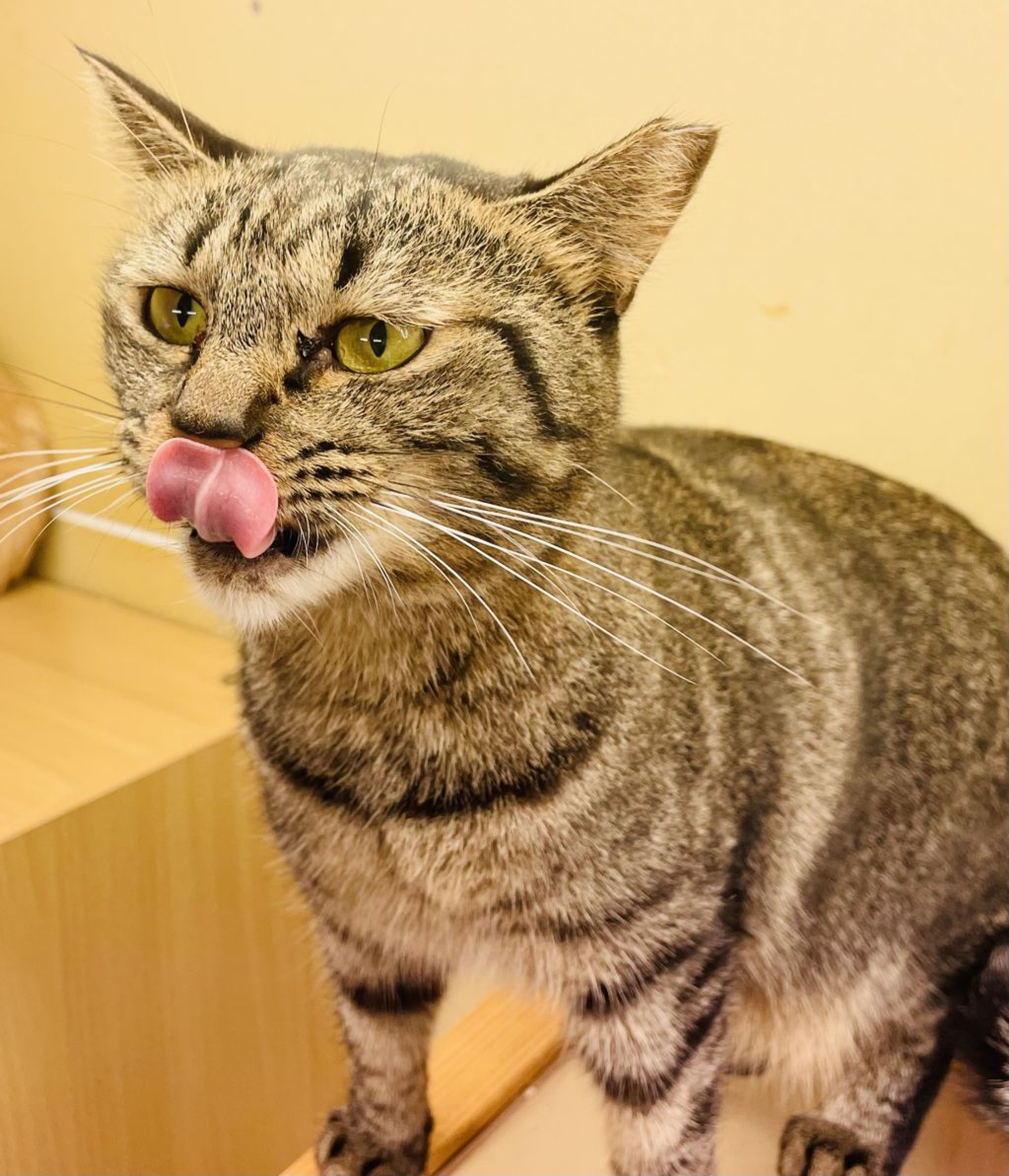 pet-image-3