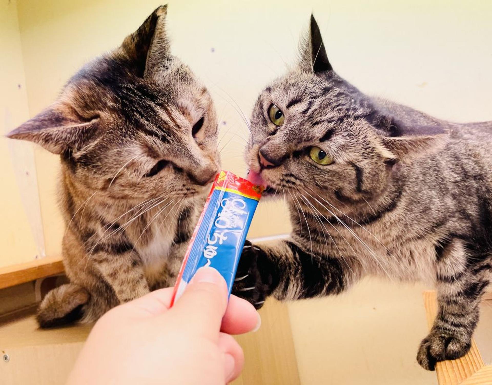 pet-image-5