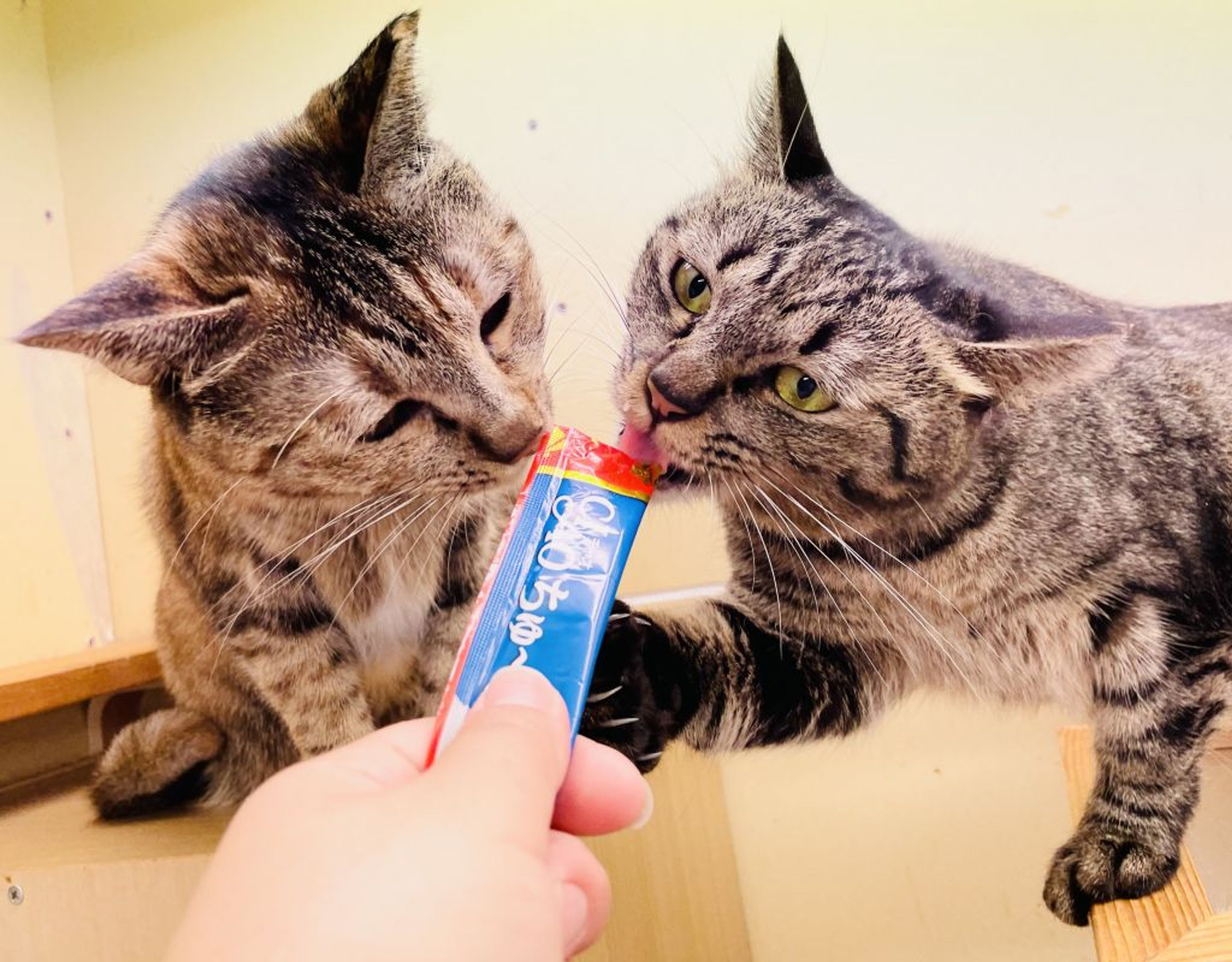 pet-image-5