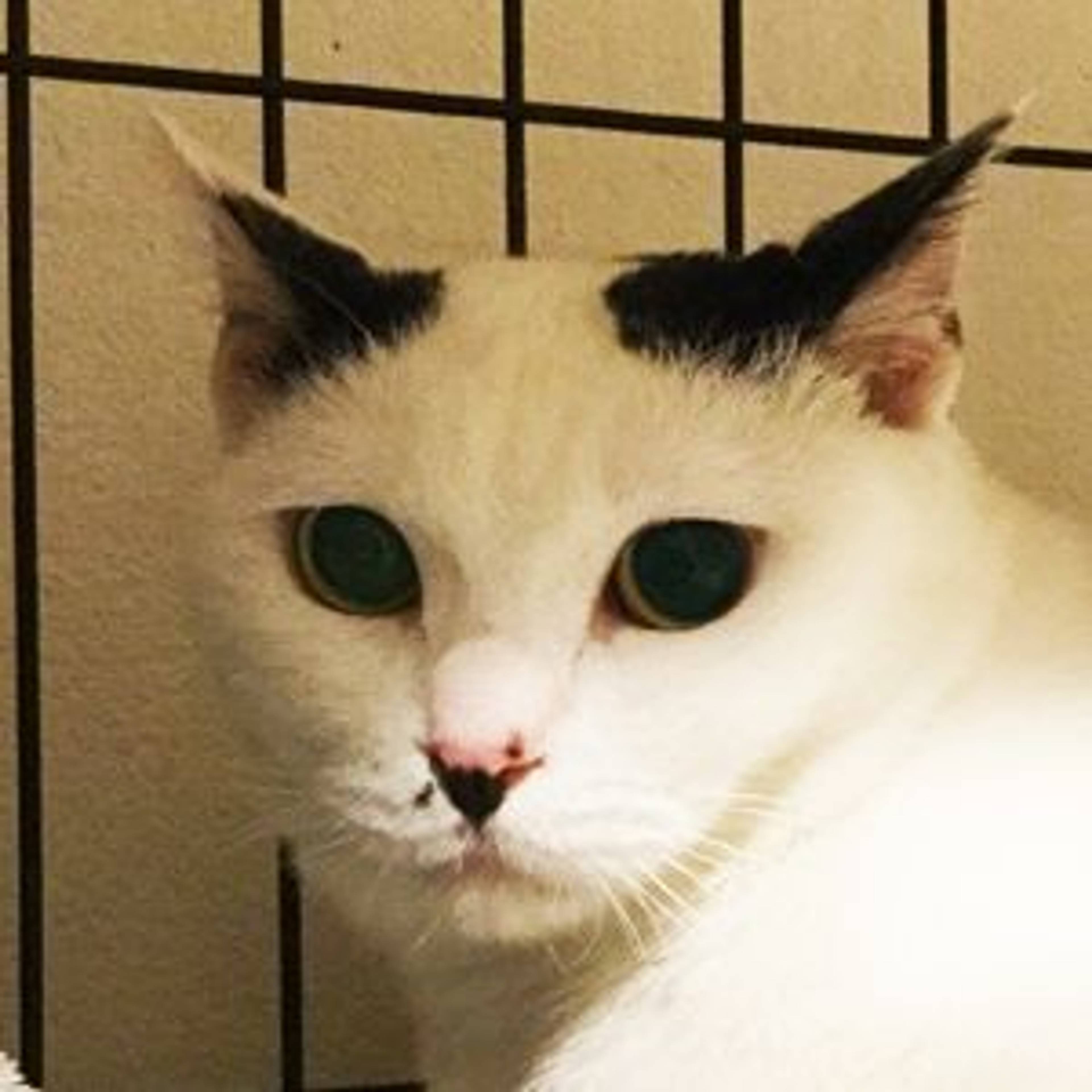 雑種（ミックス猫）・メスの里親募集の写真